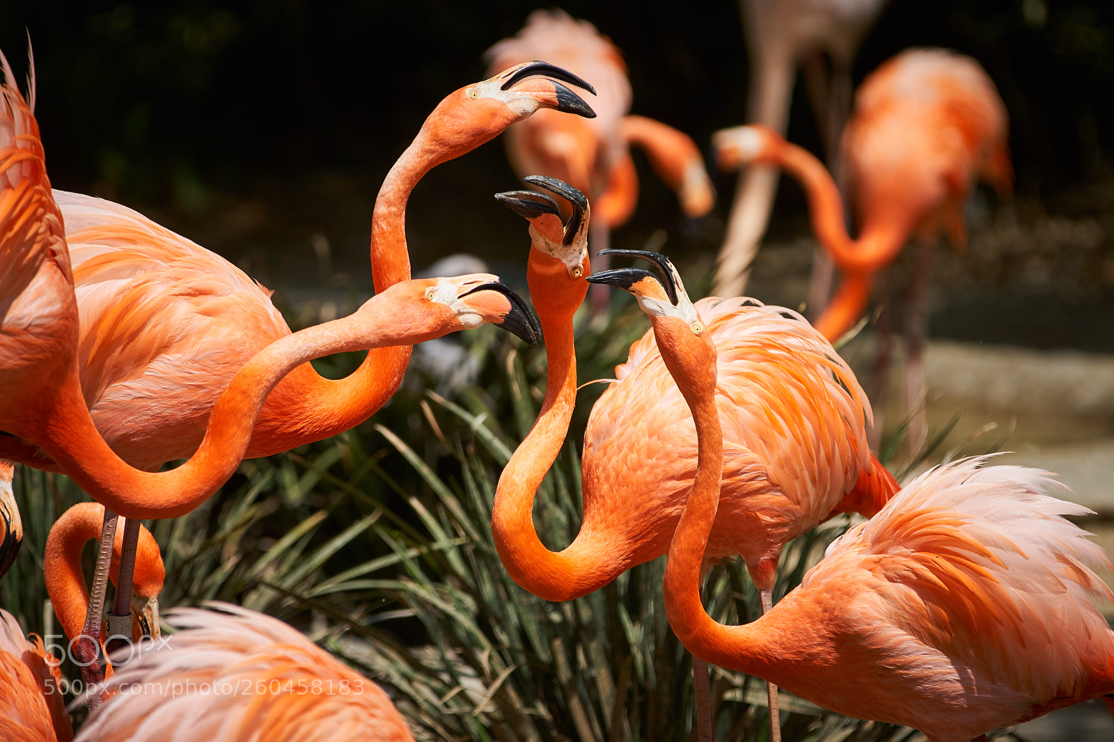 Sony a6300 sample photo. Squabbling photography