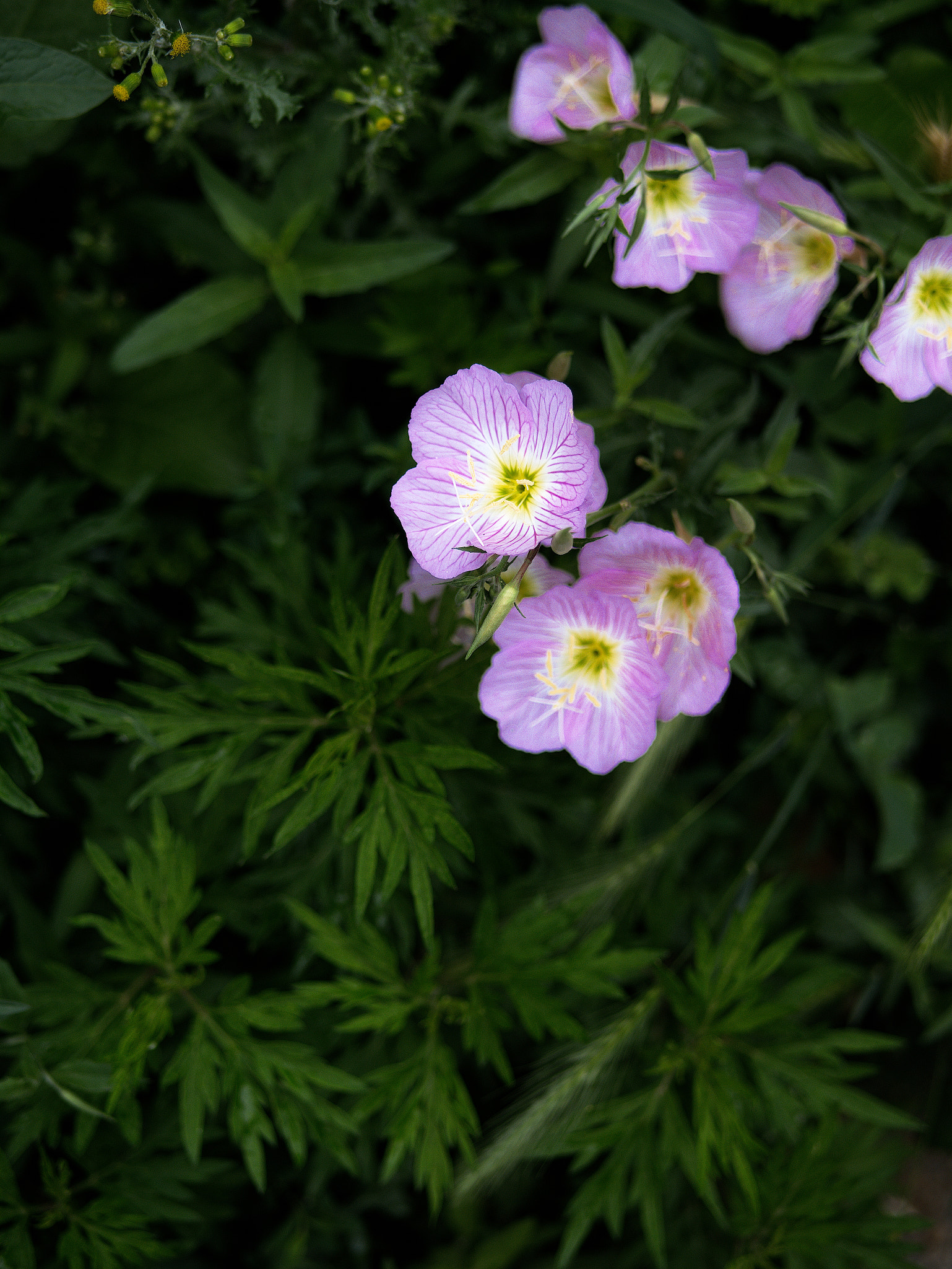 Panasonic Lumix DC-GX9 sample photo. *** photography