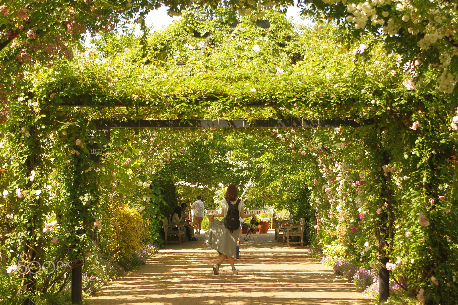 smc PENTAX-DA L 18-55mm F3.5-5.6 sample photo. In the arch of rose,yes,pose　薔薇のアーチで、はい、ポーズ photography