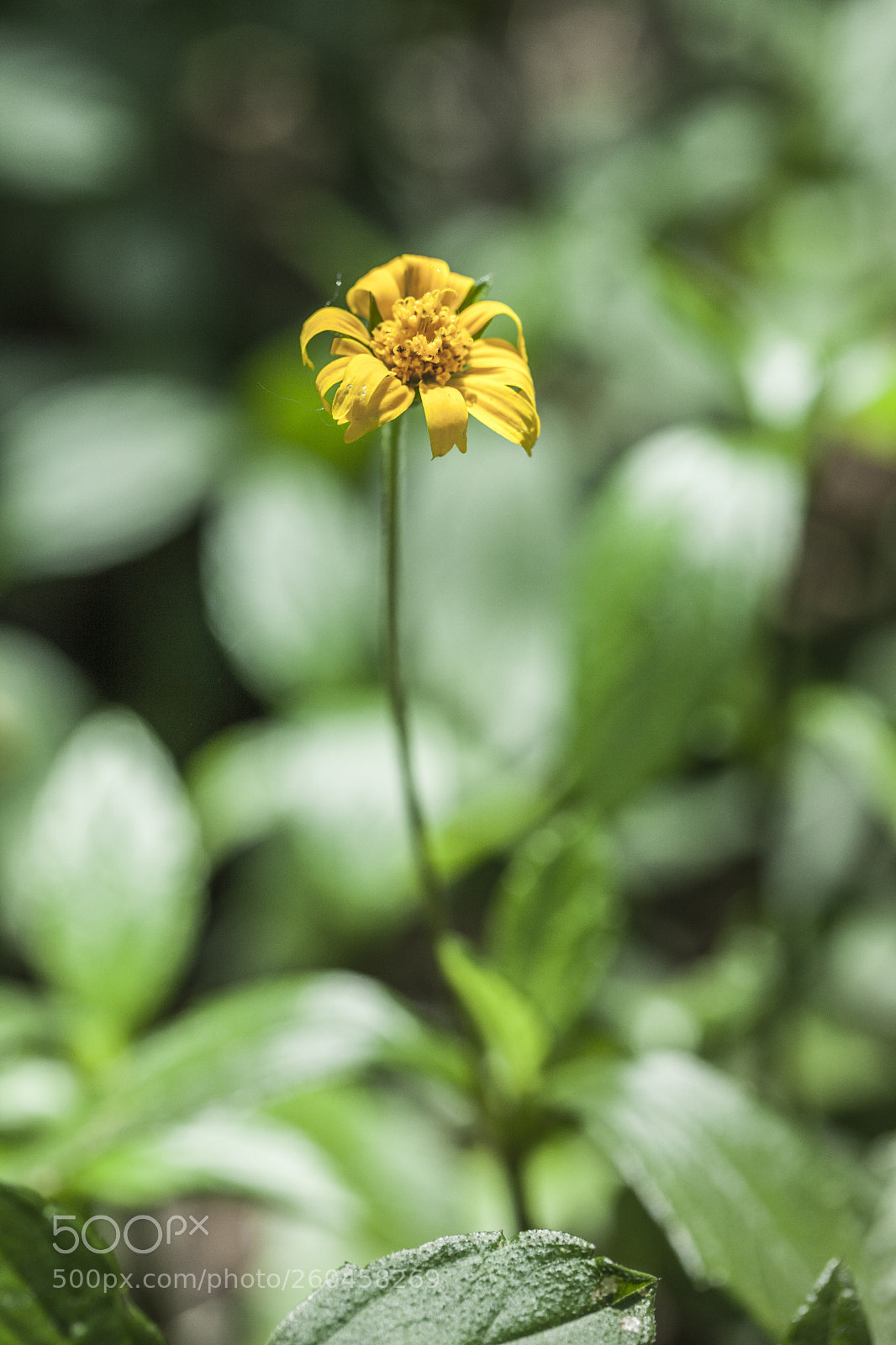 Canon EOS 5D Mark II sample photo. Fading photography