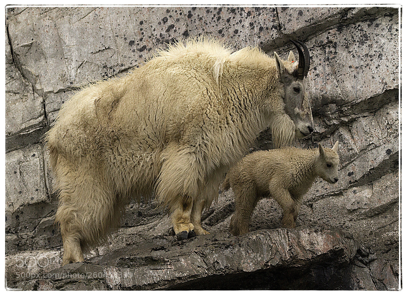 Canon EOS 7D sample photo. Mountain goat with kid. photography