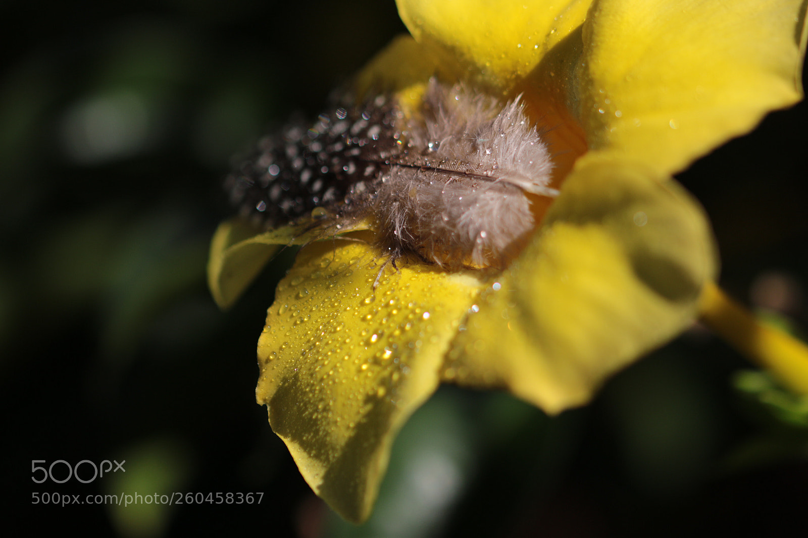Canon EOS 70D sample photo. Untitled photography