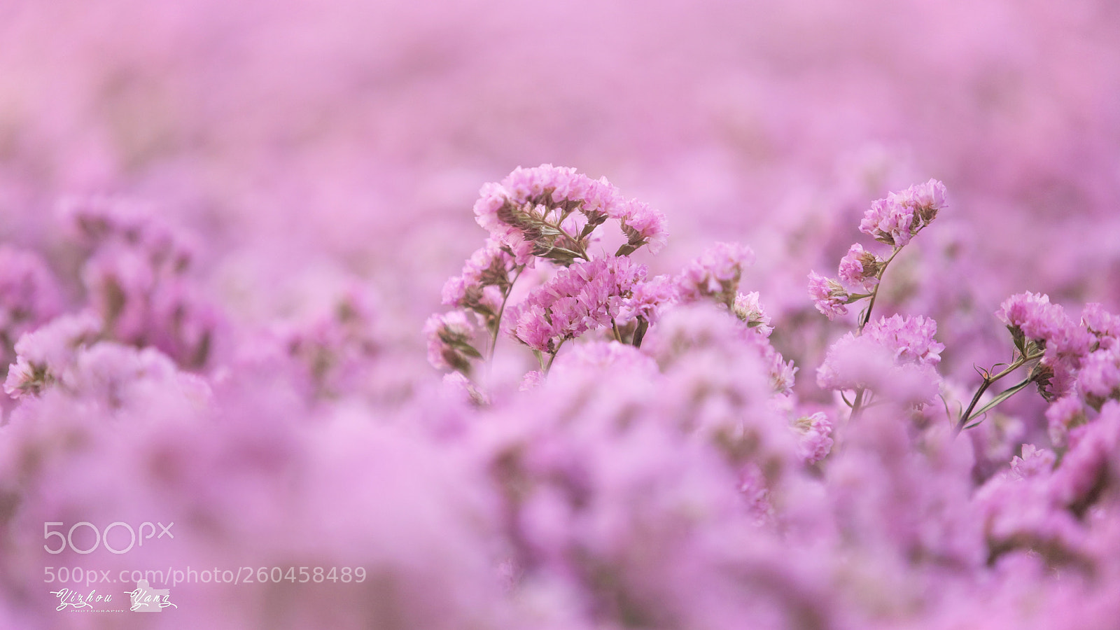 Canon EOS 5D Mark IV sample photo. Pink photography