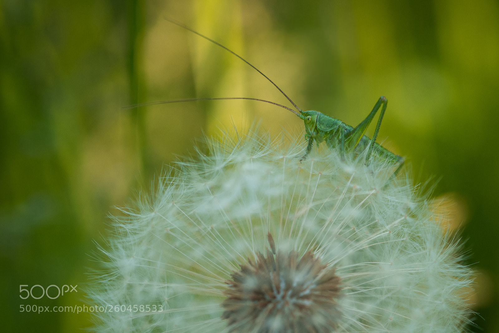 Nikon D500 sample photo. Grasshopper photography