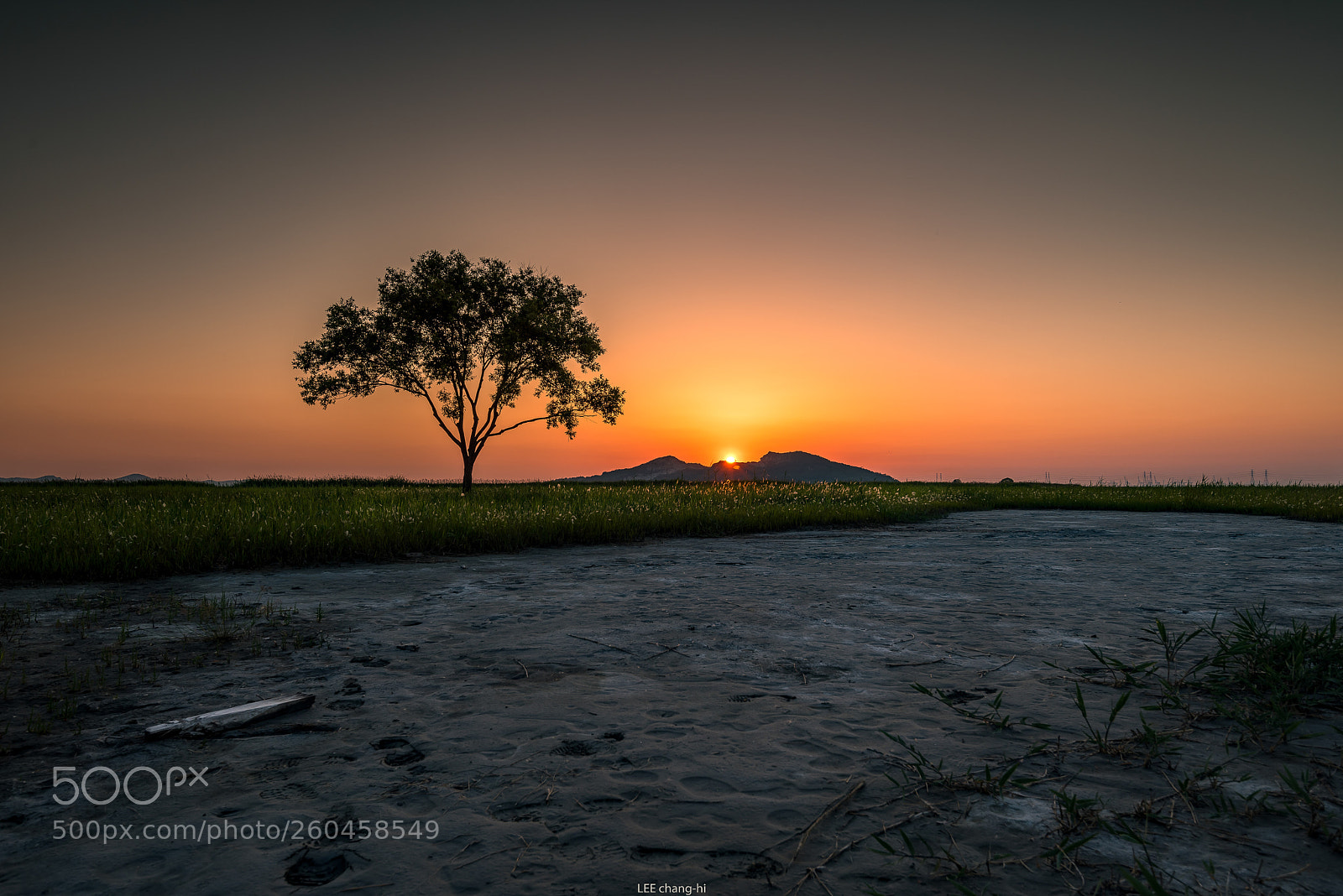 Nikon D810 sample photo. Lonely tree photography