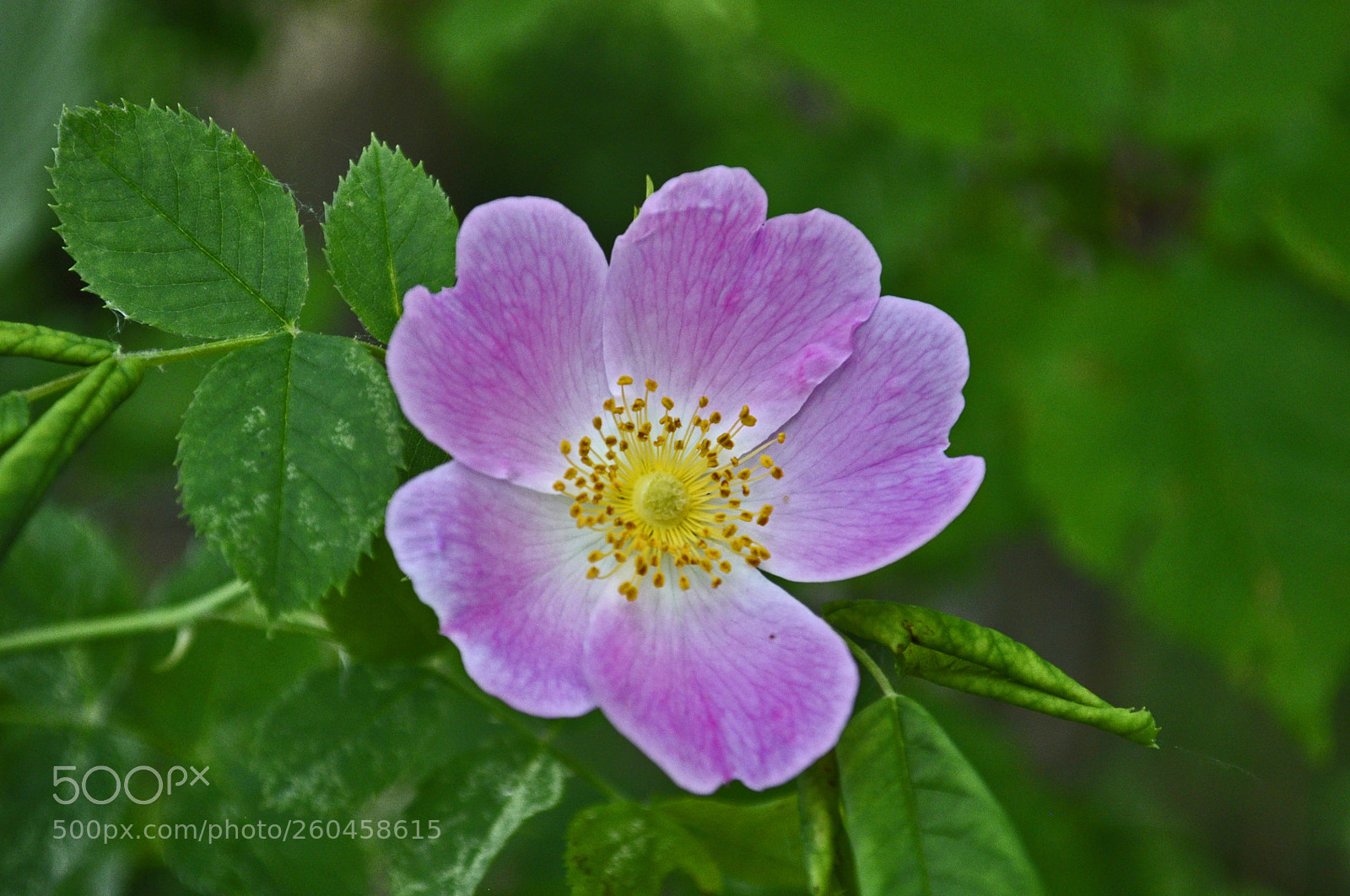 Nikon D5000 sample photo. Country sketches photography
