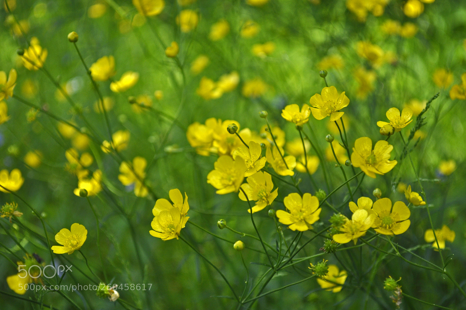 Nikon D5000 sample photo. Country sketches photography