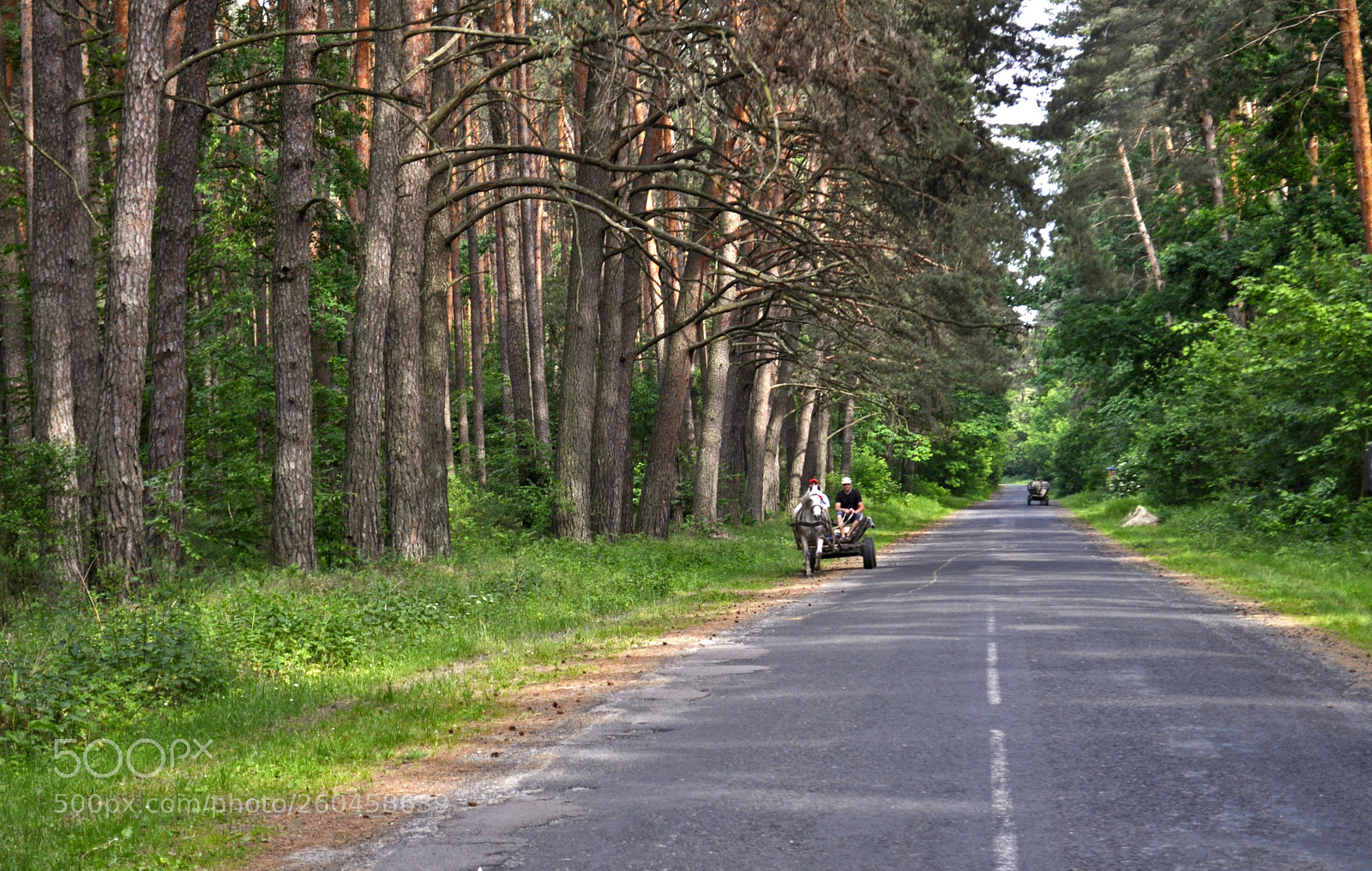 Nikon D5000 sample photo. Country sketches photography