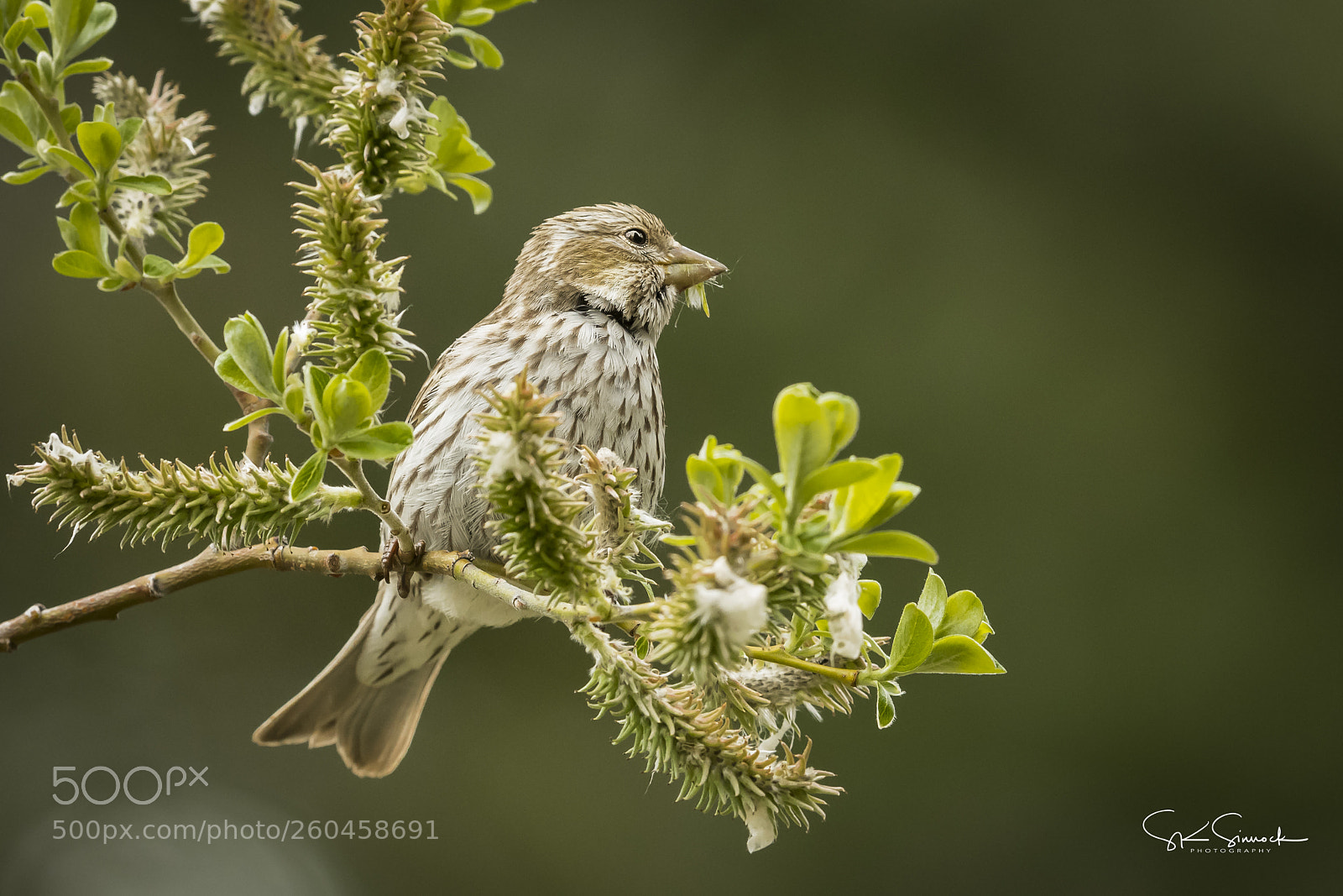 Nikon D850 sample photo. !tahoe birds photography