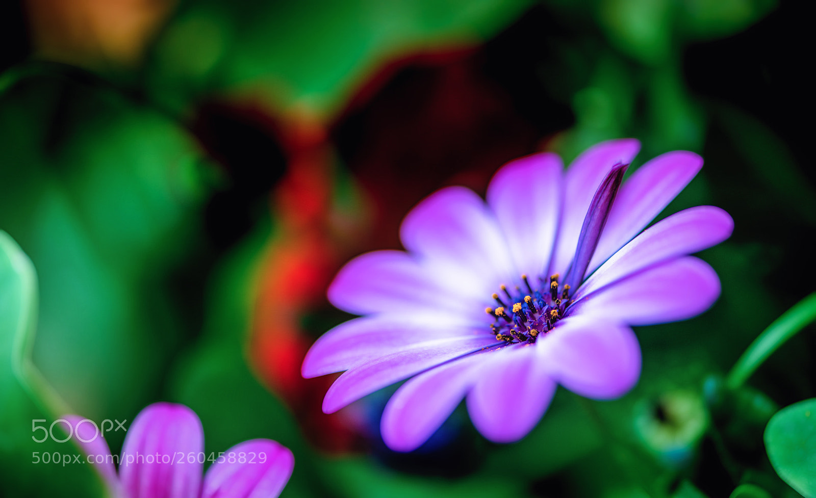 Nikon D850 sample photo. Alone ...?? photography
