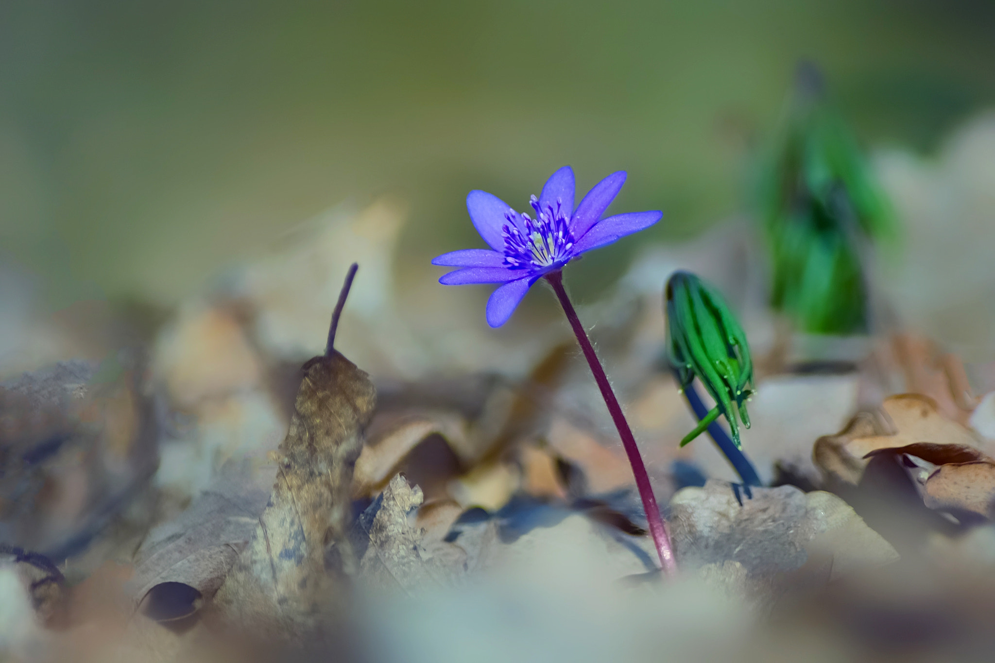 Sigma SD15 sample photo. Spring wild flower 64 photography