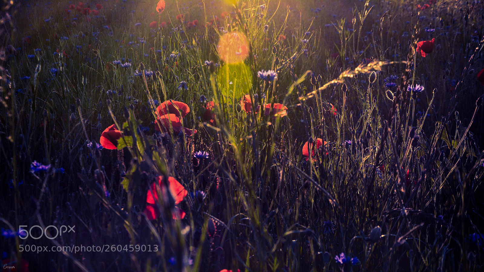 Nikon D7100 sample photo. Early light photography