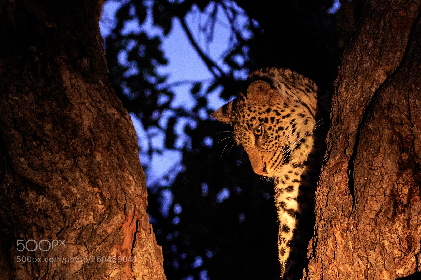Canon EOS 7D Mark II sample photo. Botswana - mashatu photography
