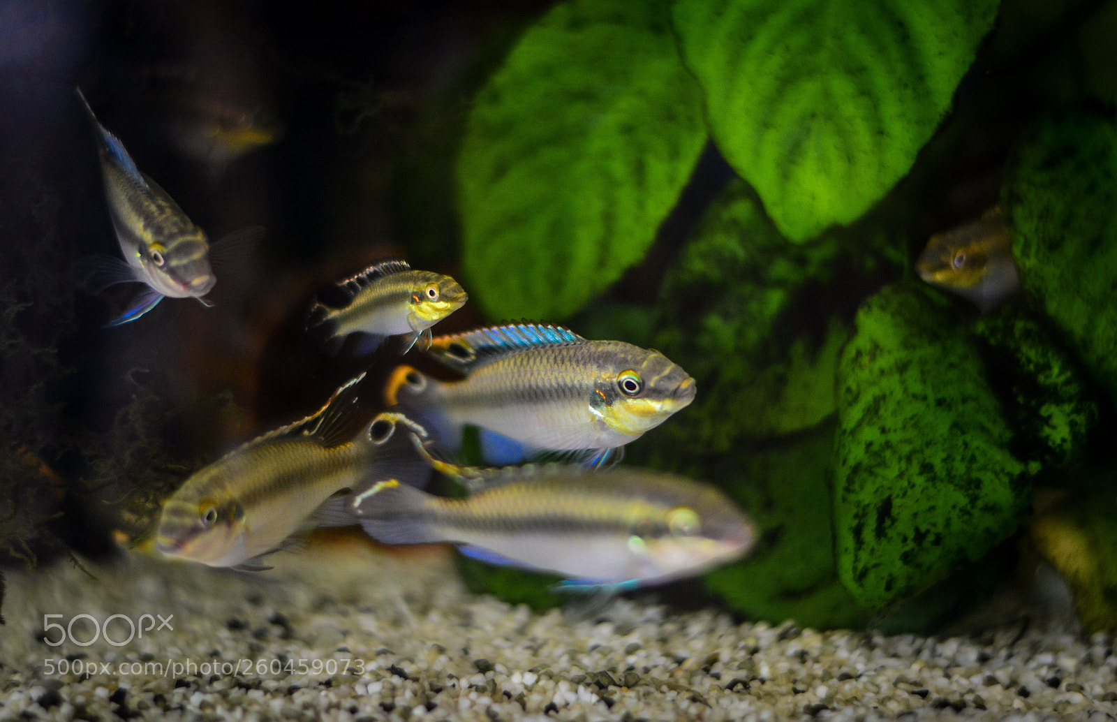 Nikon D5200 sample photo. Aquarium fish photography