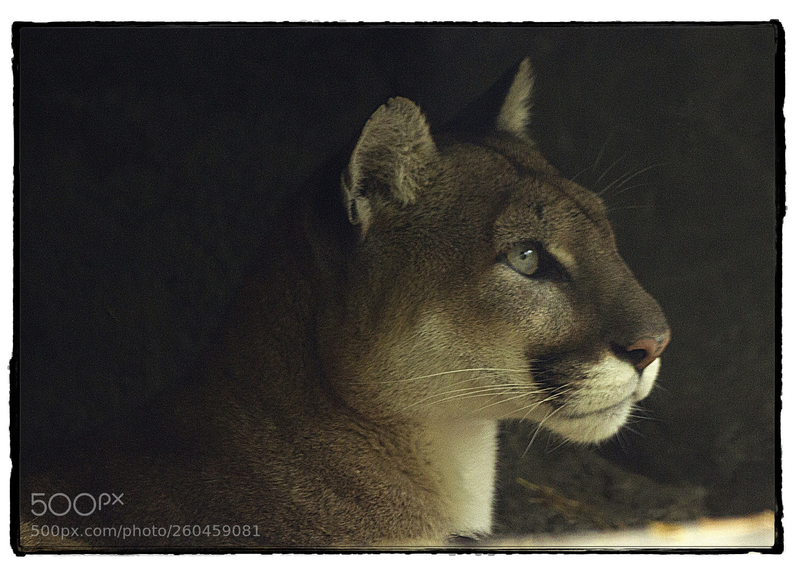 Canon EOS 7D sample photo. Cougar  photography