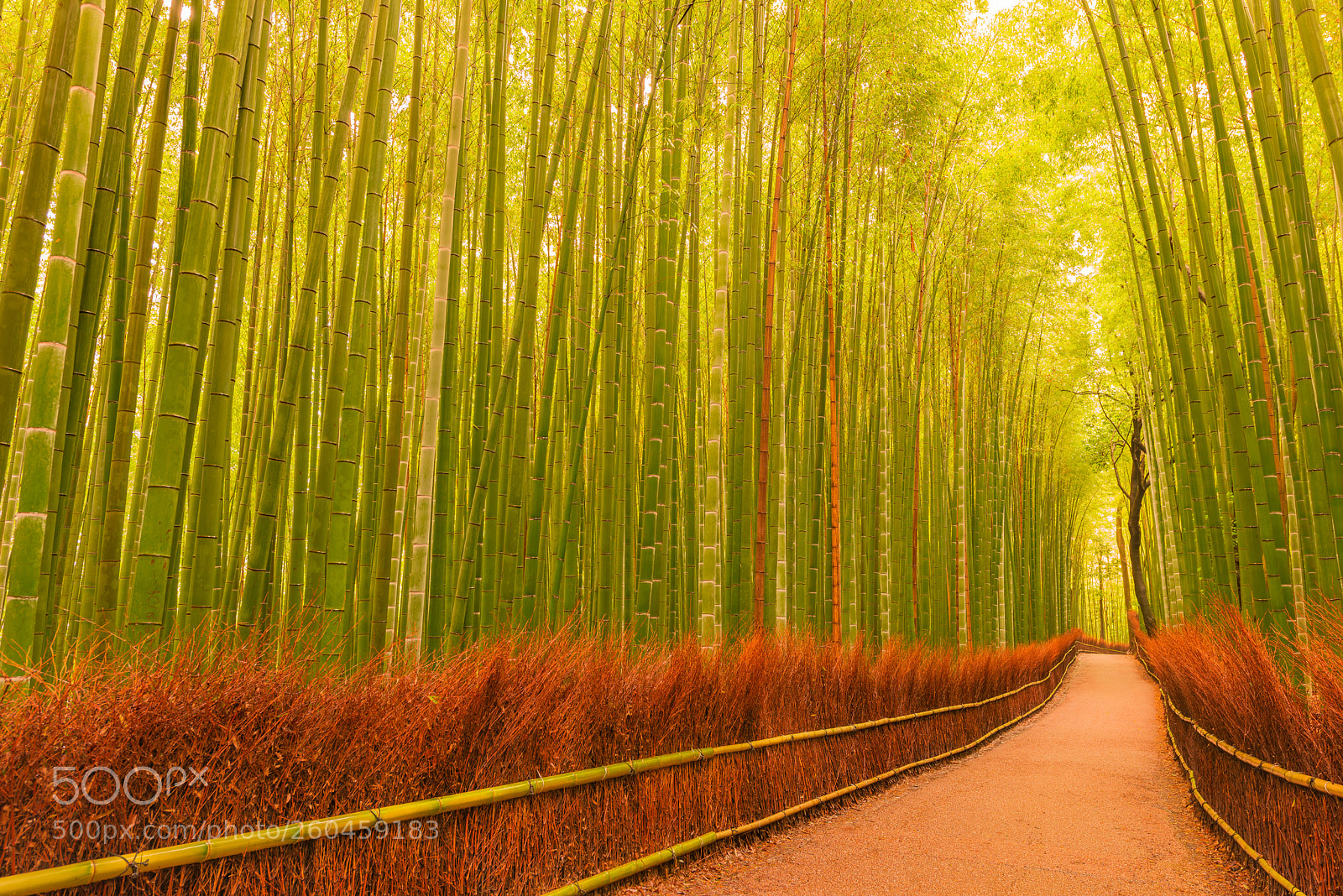 Nikon D800 sample photo. Small path through bamboo photography