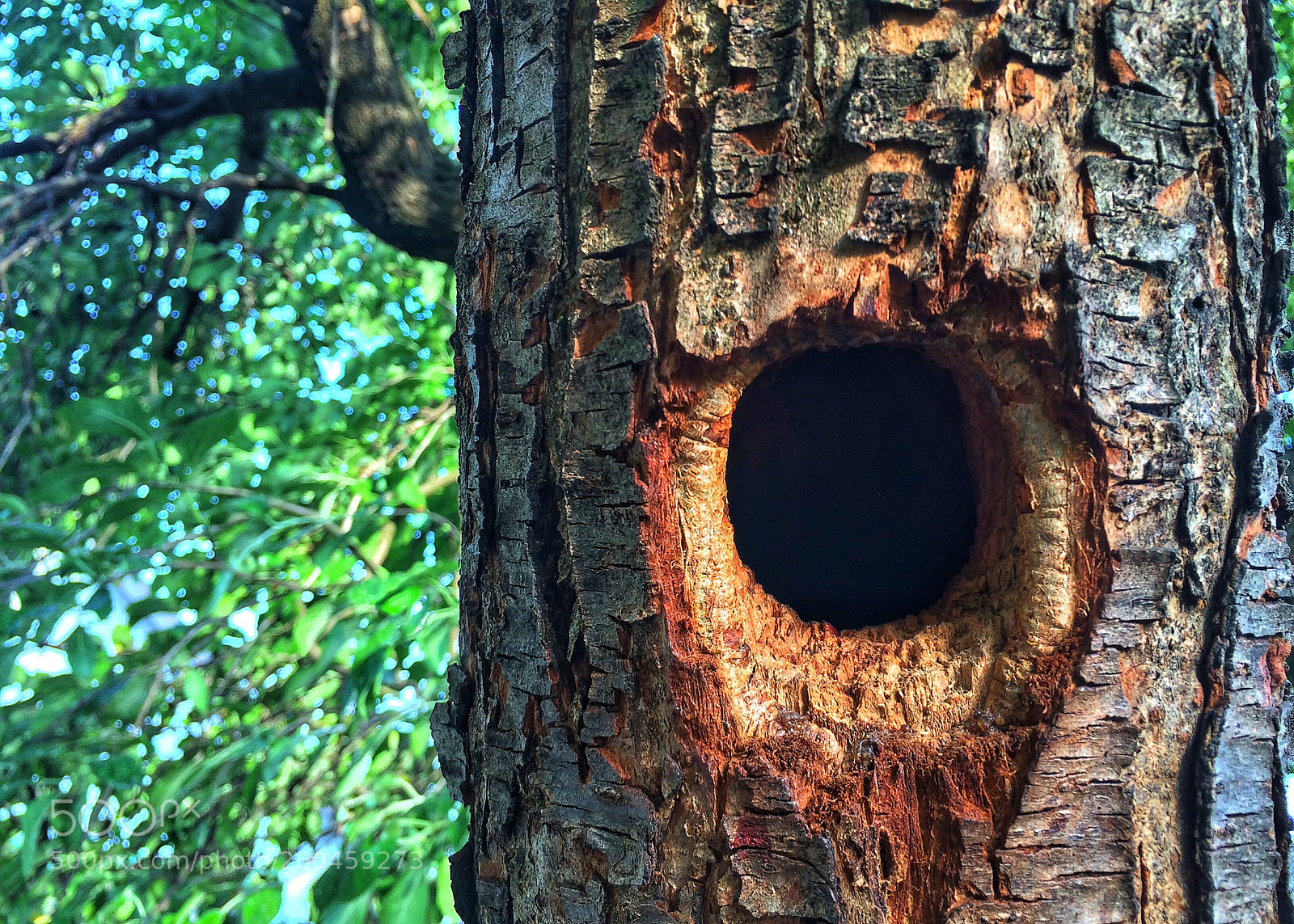 Apple iPhone 5s sample photo. Woodpecker nest photography