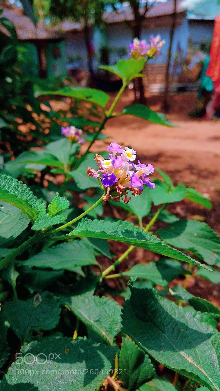 Xiaomi Redmi Note 4 sample photo. Untitled photography