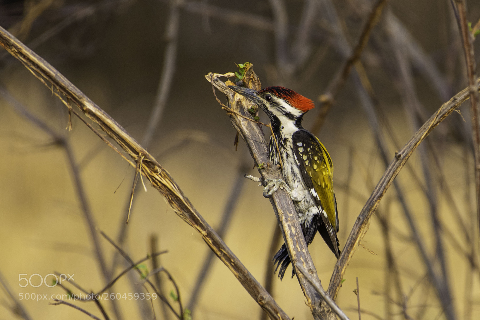 Nikon D850 sample photo. Wood pecker photography