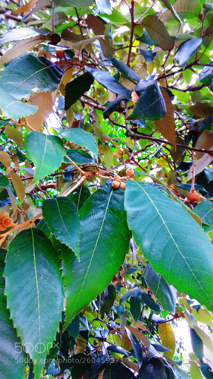 Xiaomi Redmi Note 4 sample photo. Untitled photography