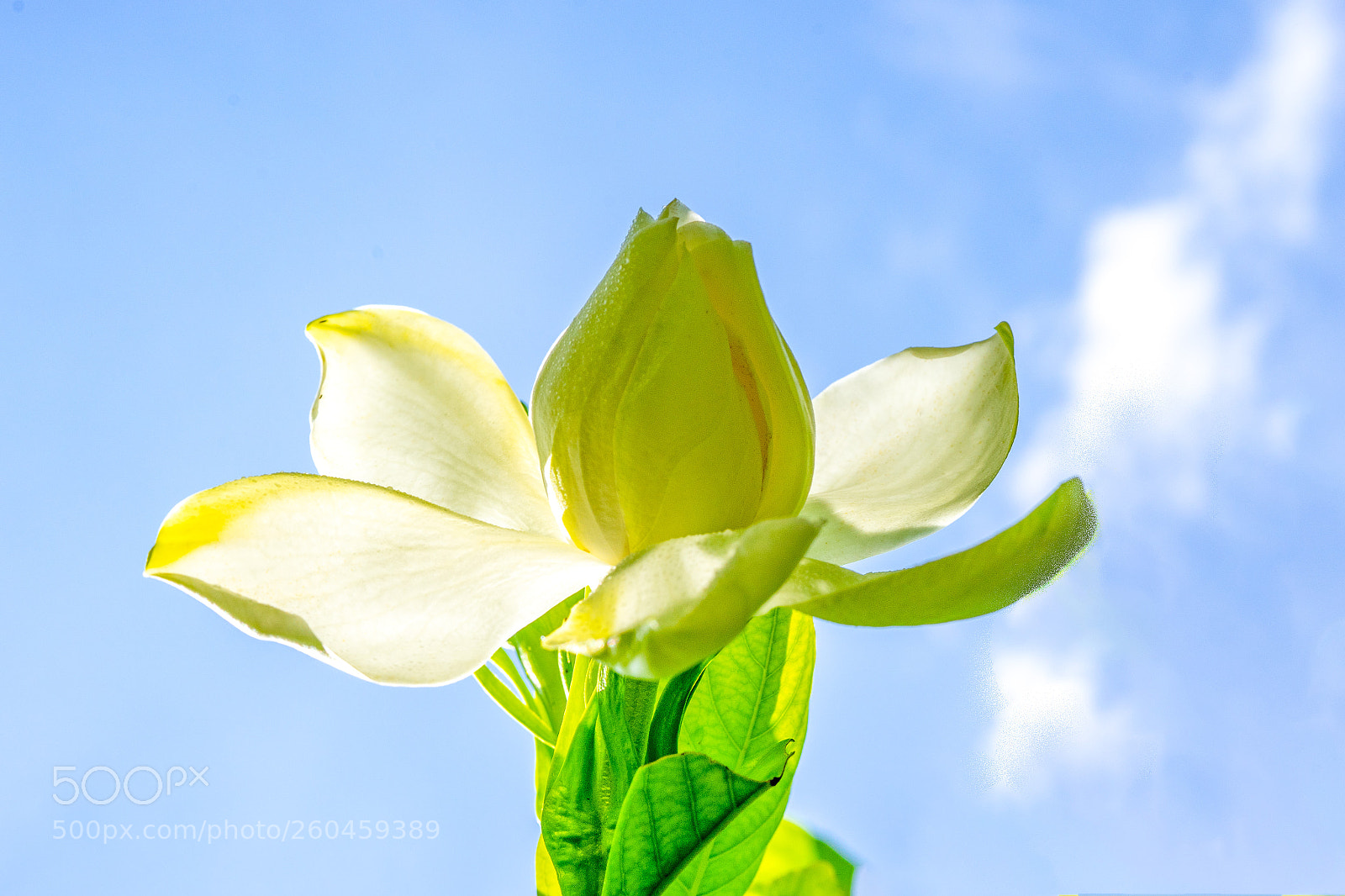 Sony a7 sample photo. Gardenia flower photography