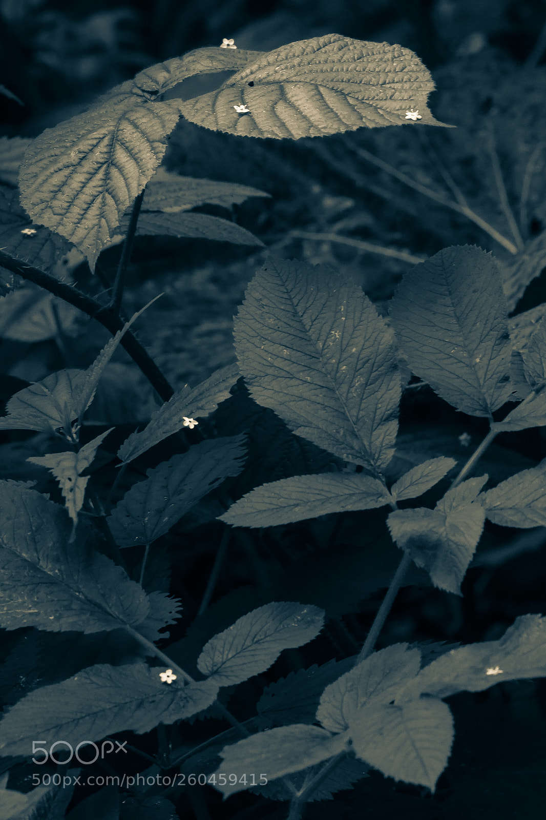 Canon EOS 7D sample photo. Still life... photography