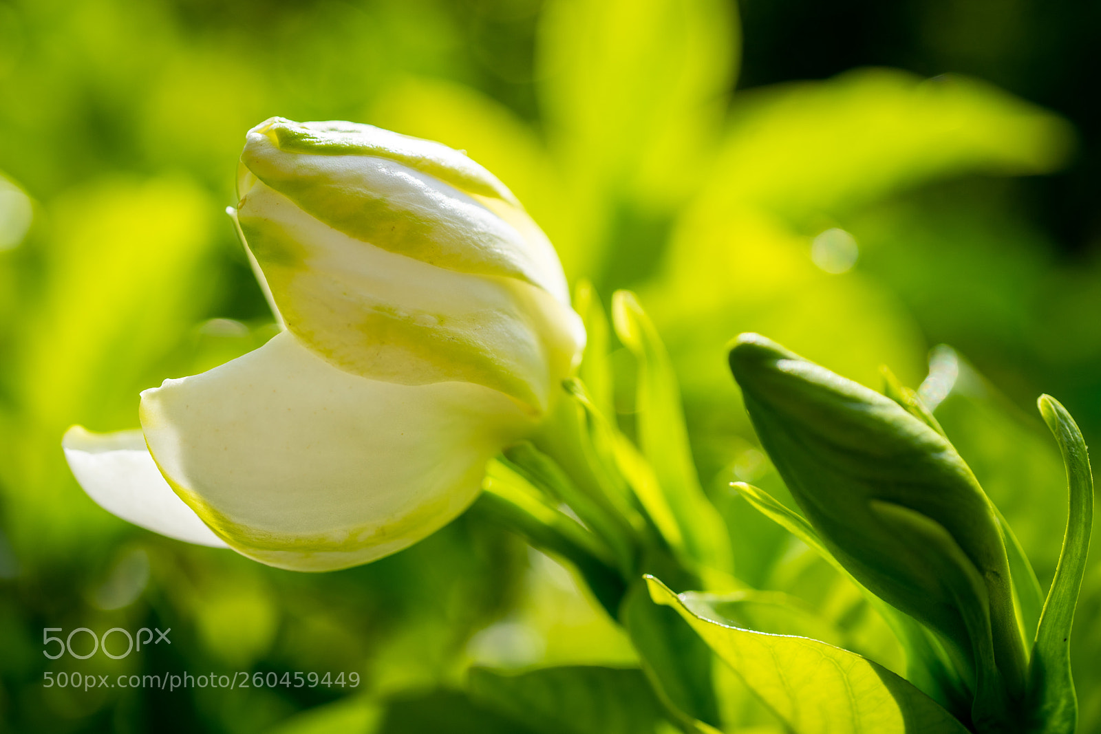 Sony a7 sample photo. Gardenia bud photography