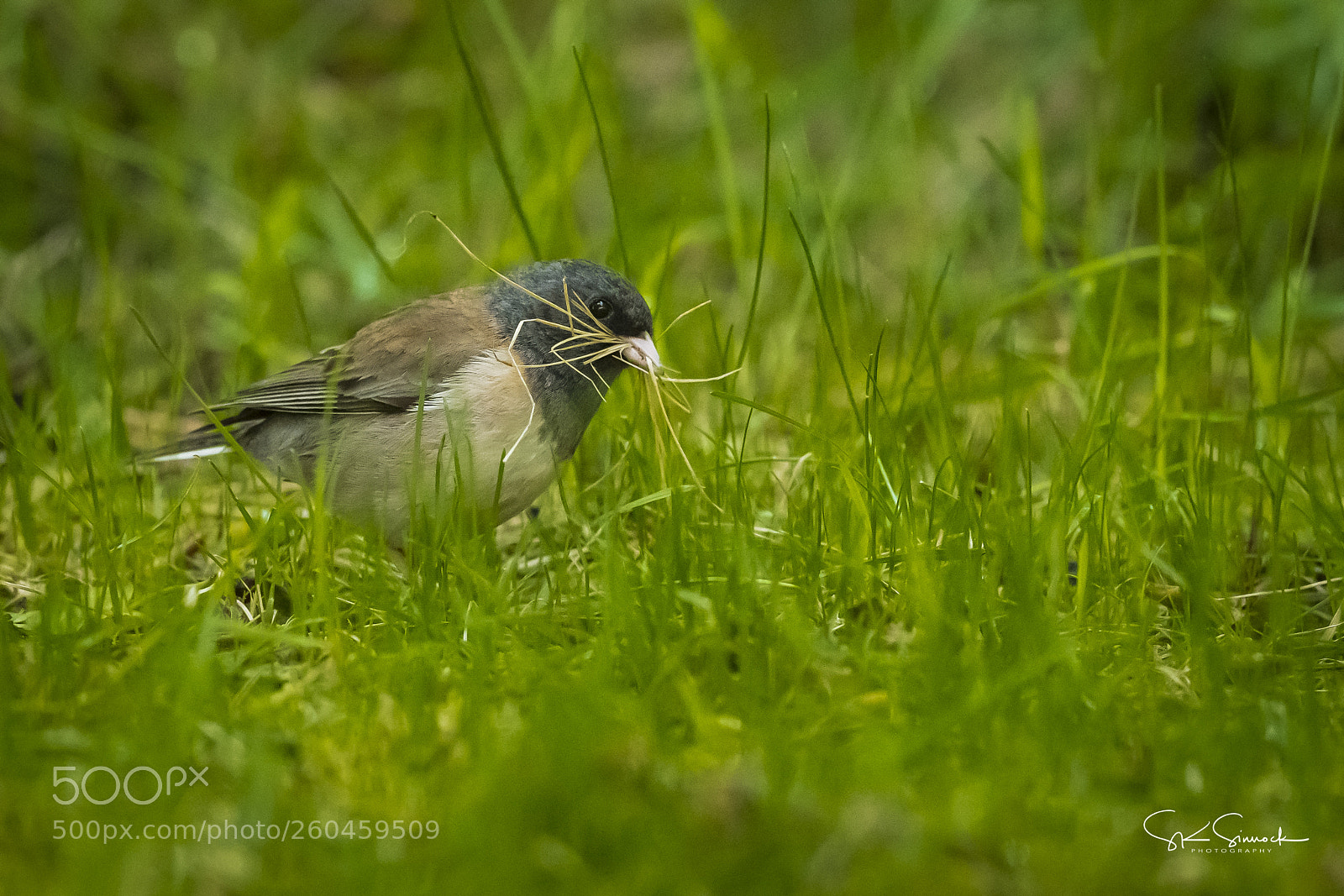 Nikon D850 sample photo. Dark eyed junco photography