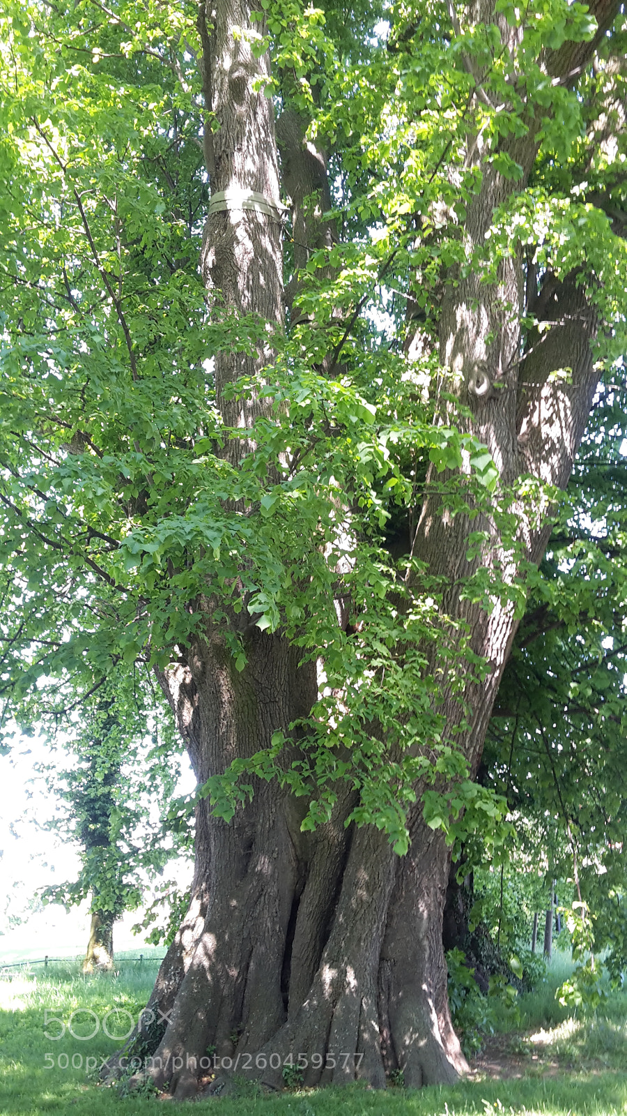 Samsung Galaxy S5 Mini sample photo. 1000 - year - limetree photography