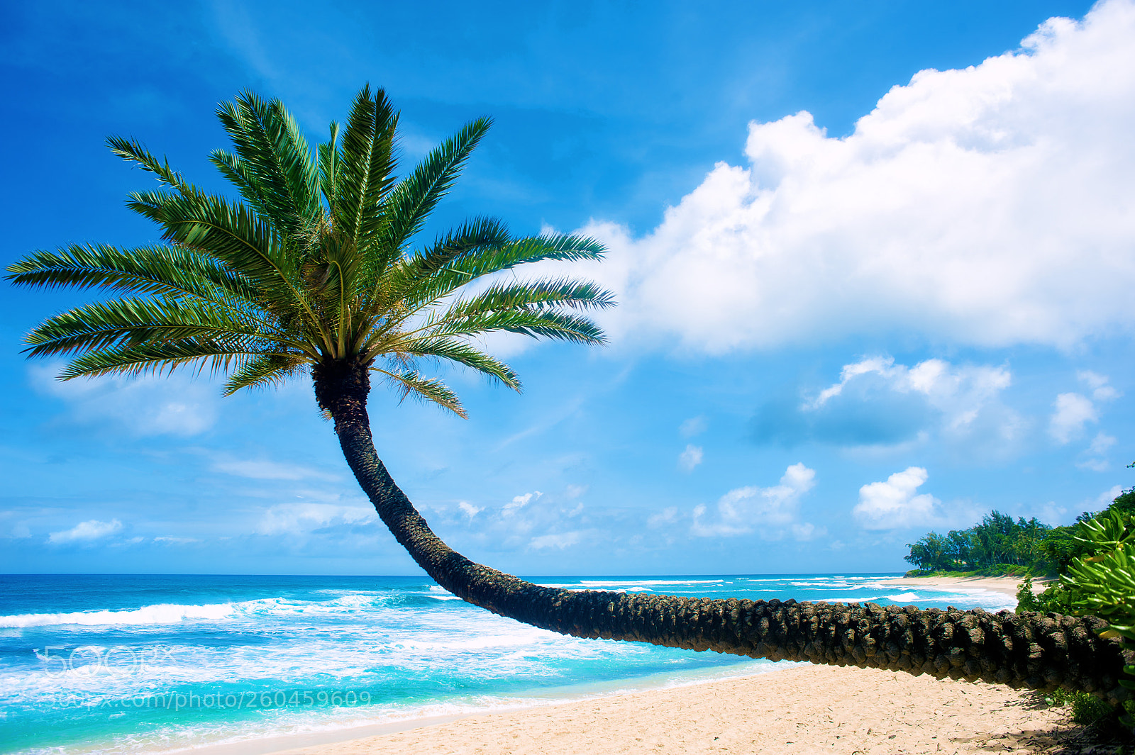 Nikon D3 sample photo. Tropical vibes photography