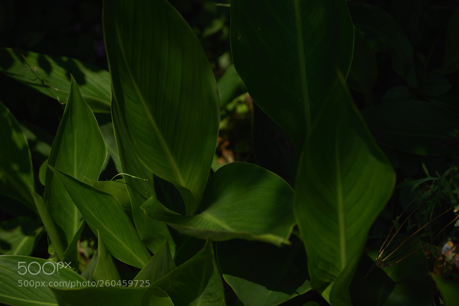 Sony a7 sample photo. Leaves 1003 photography