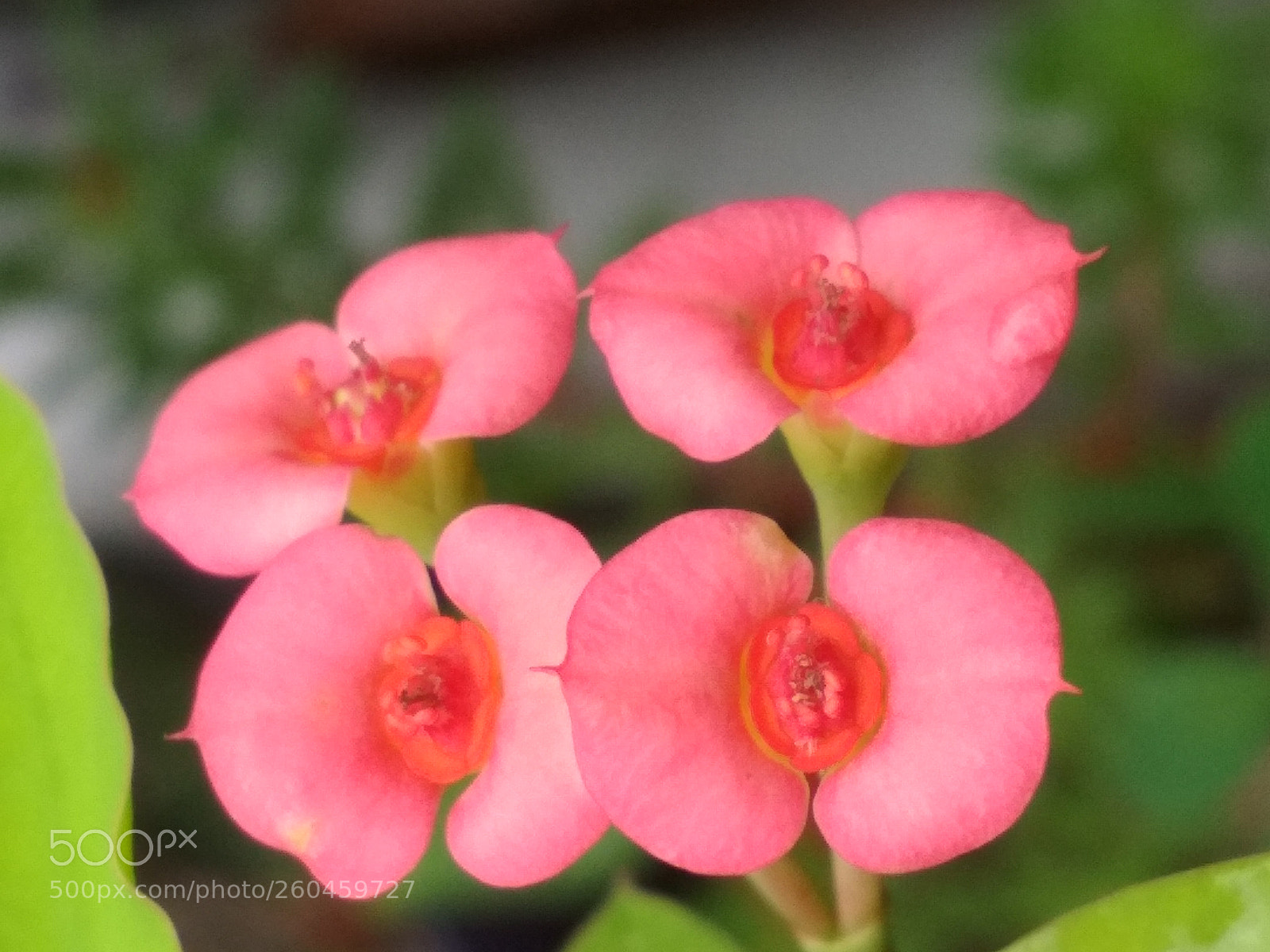 Xiaomi Redmi 4X sample photo. Untitled photography