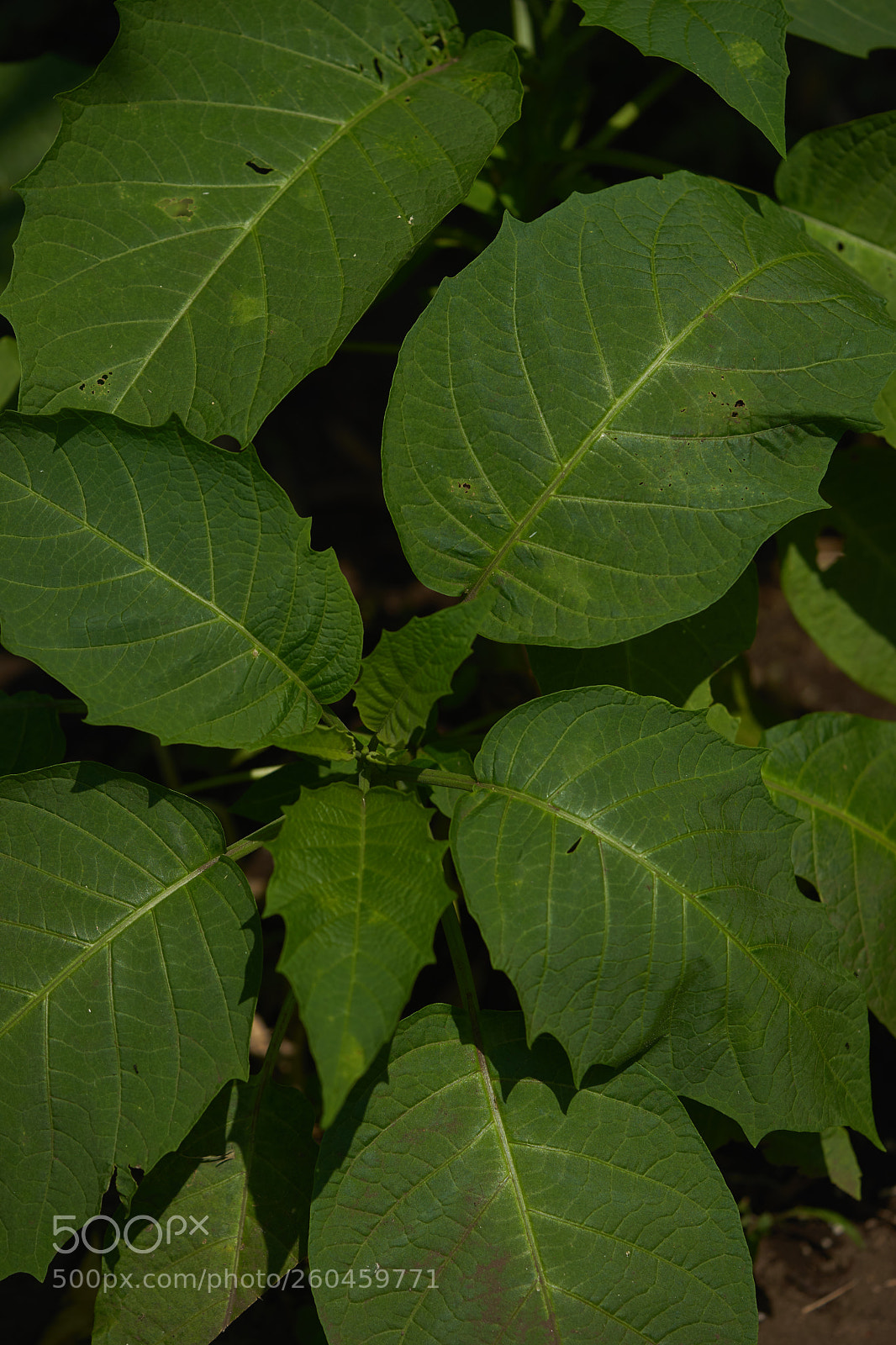 Sony a7 sample photo. Leaves 1004 photography