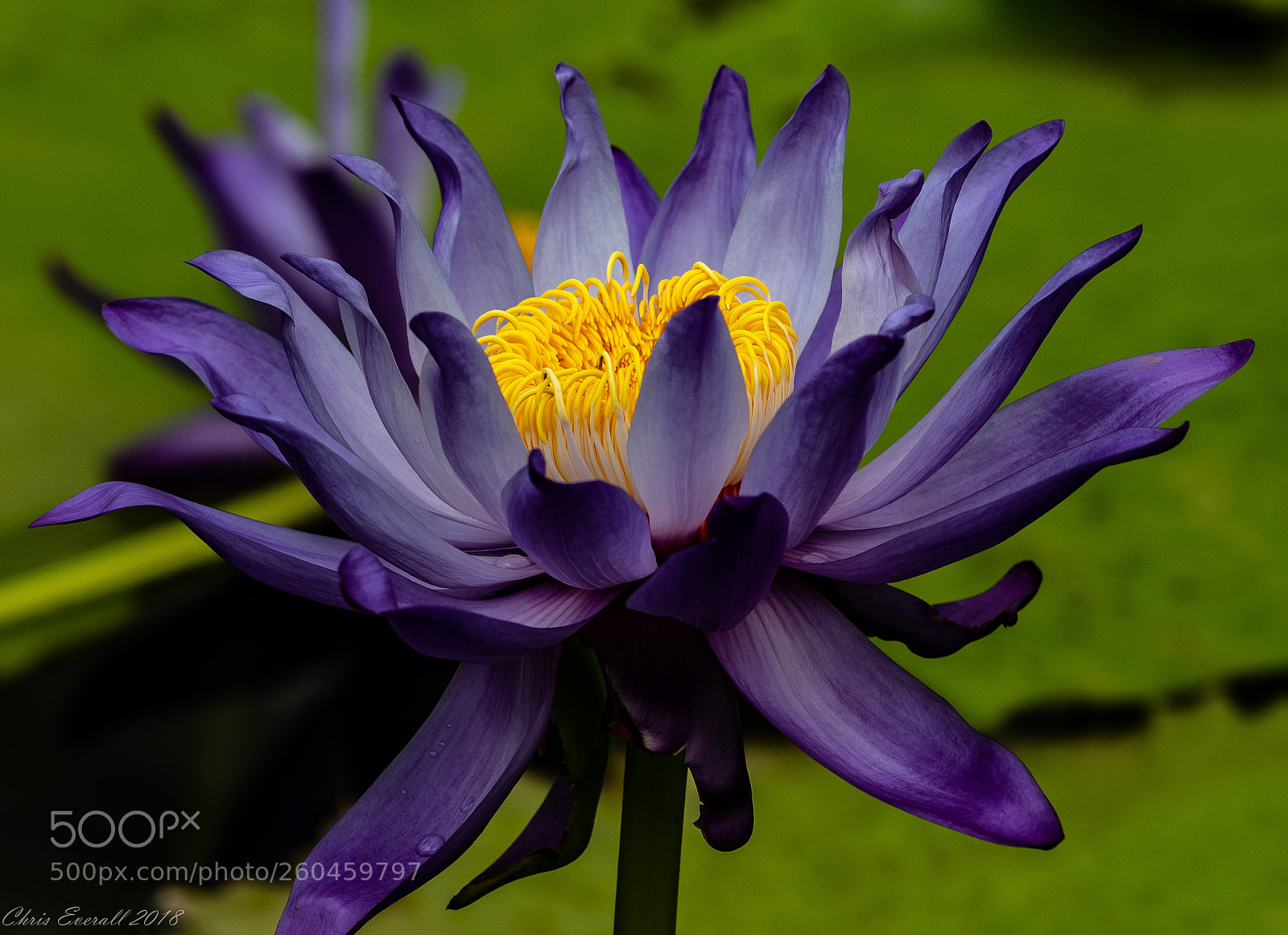Canon EOS 77D (EOS 9000D / EOS 770D) sample photo. Purple water lilly photography