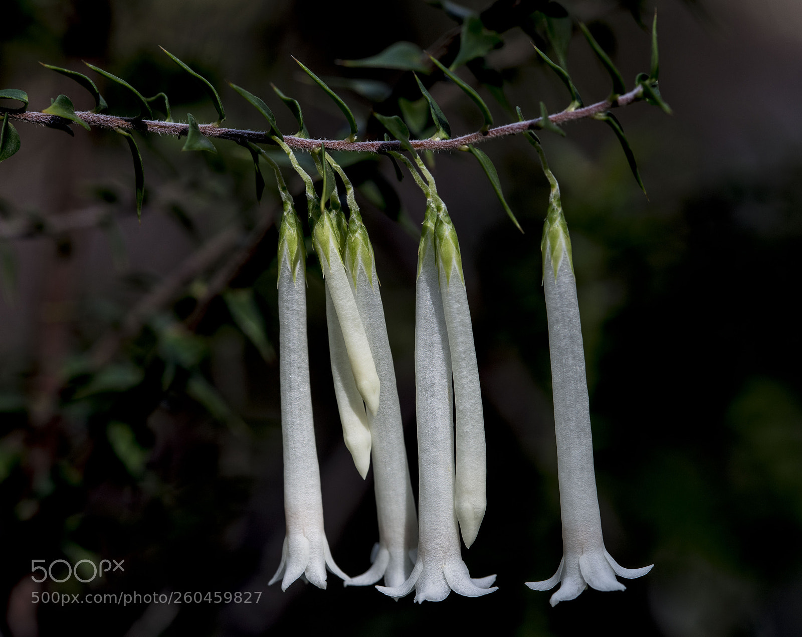 Sony a7R III sample photo. Epacris longiflora photography