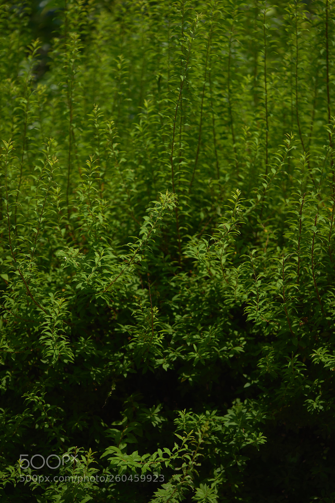 Sony a7 sample photo. Leaves 1006 photography