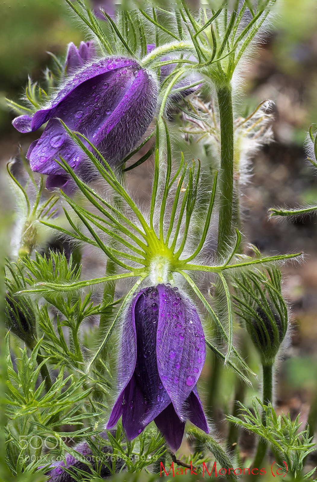 Pentax K-1 sample photo. Petals and tendrils photography