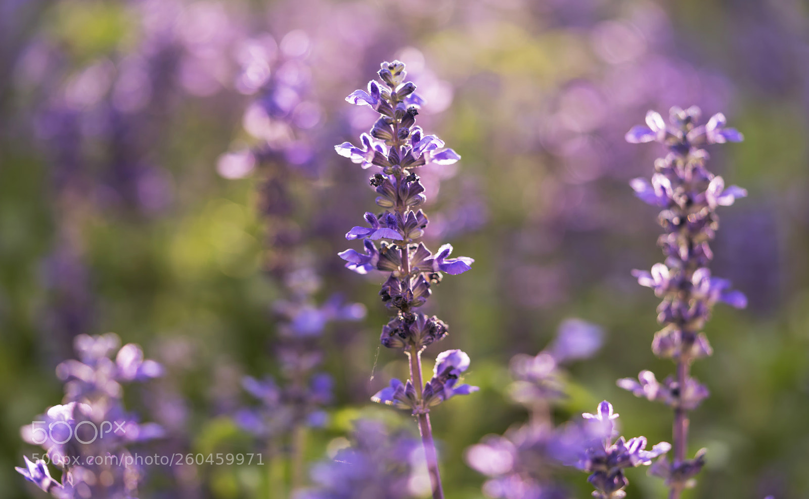 Sony a7R II sample photo. Lavender photography