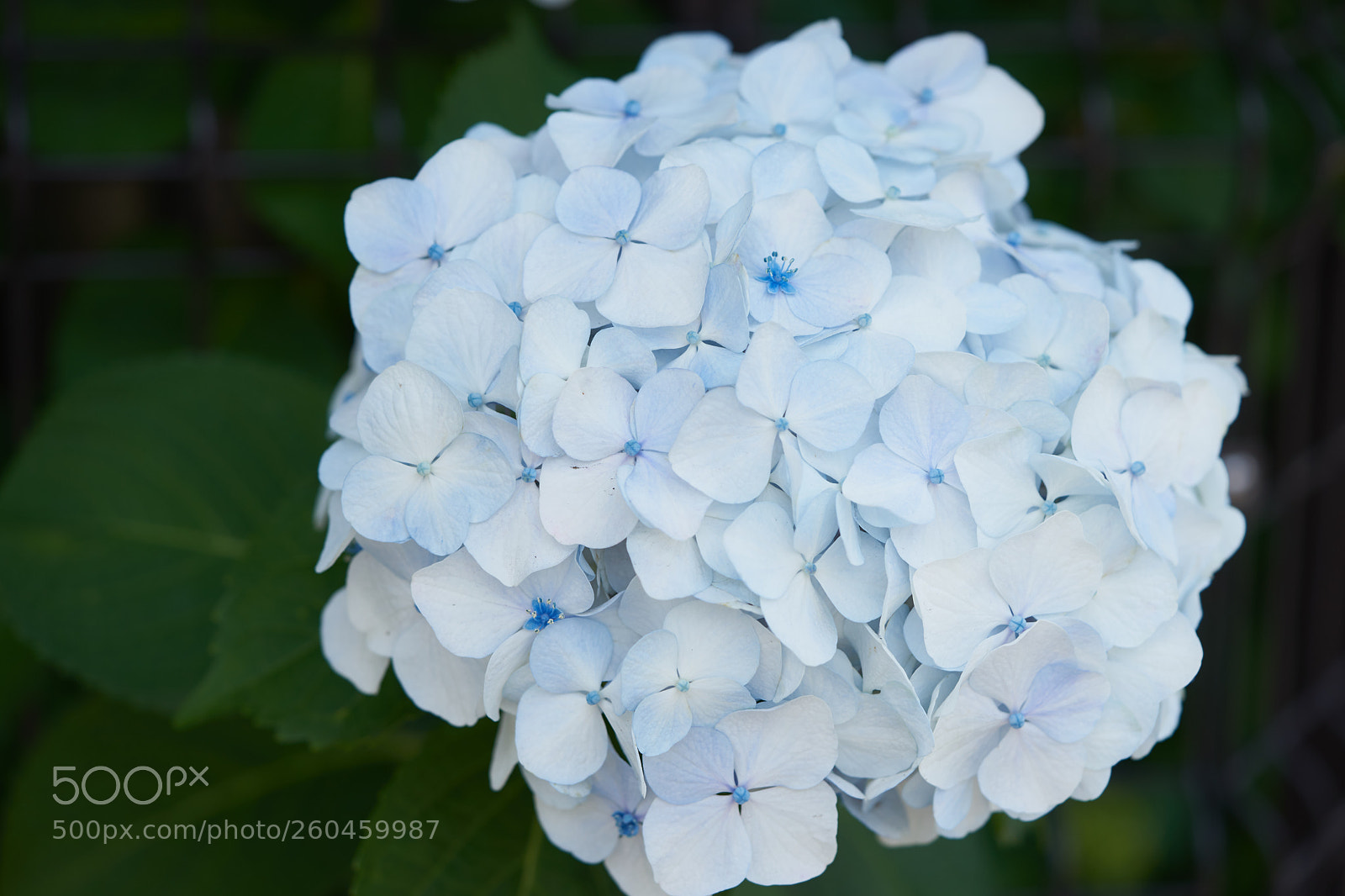 Sony a7 sample photo. Flowers 6678 photography