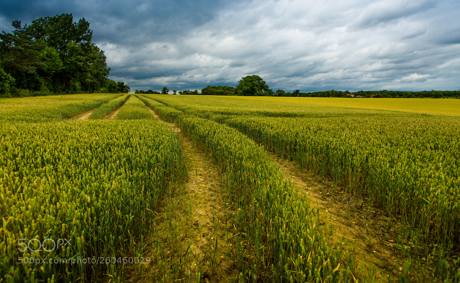 Nikon D750 sample photo. Wheat filed photography