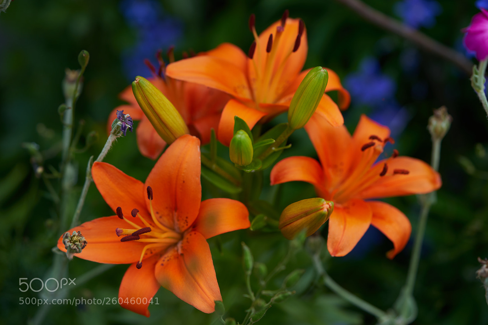 Sony a7 sample photo. Flowers 6679 photography