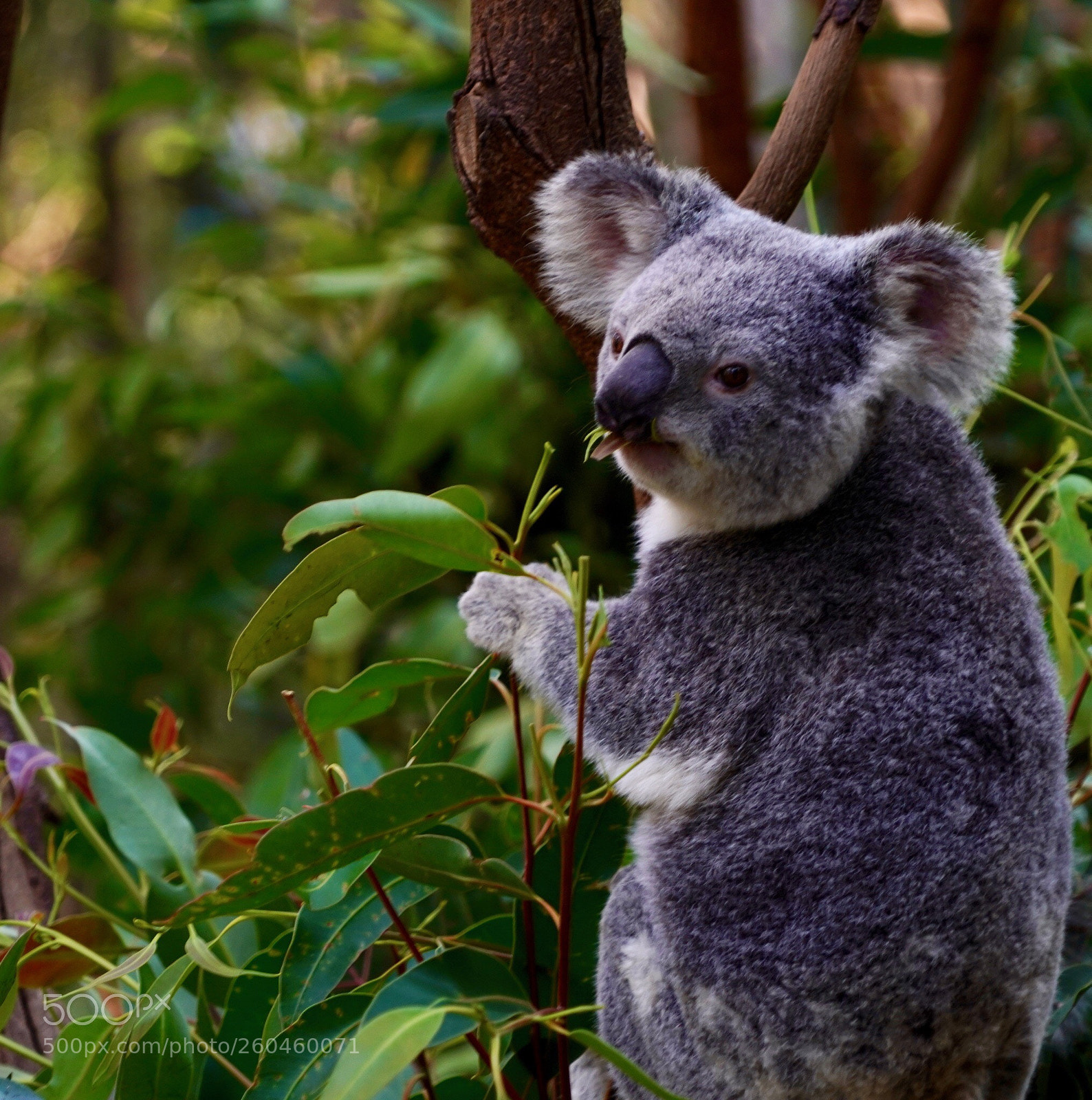 Sony a9 sample photo. Koala photography