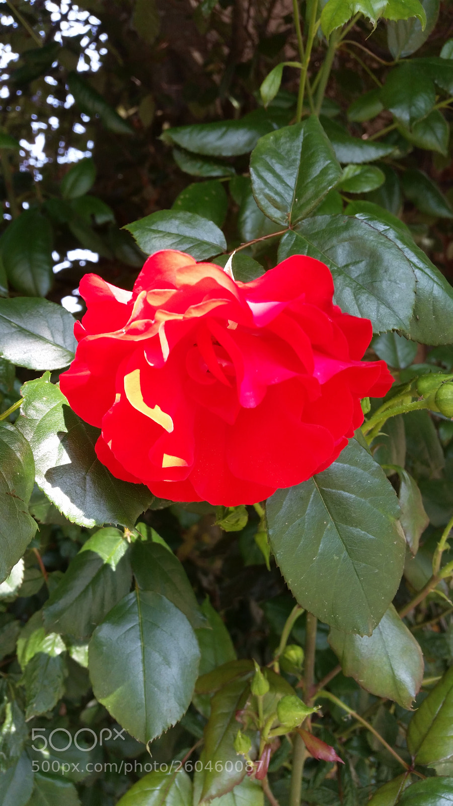 Samsung Galaxy S5 sample photo. Magical photography