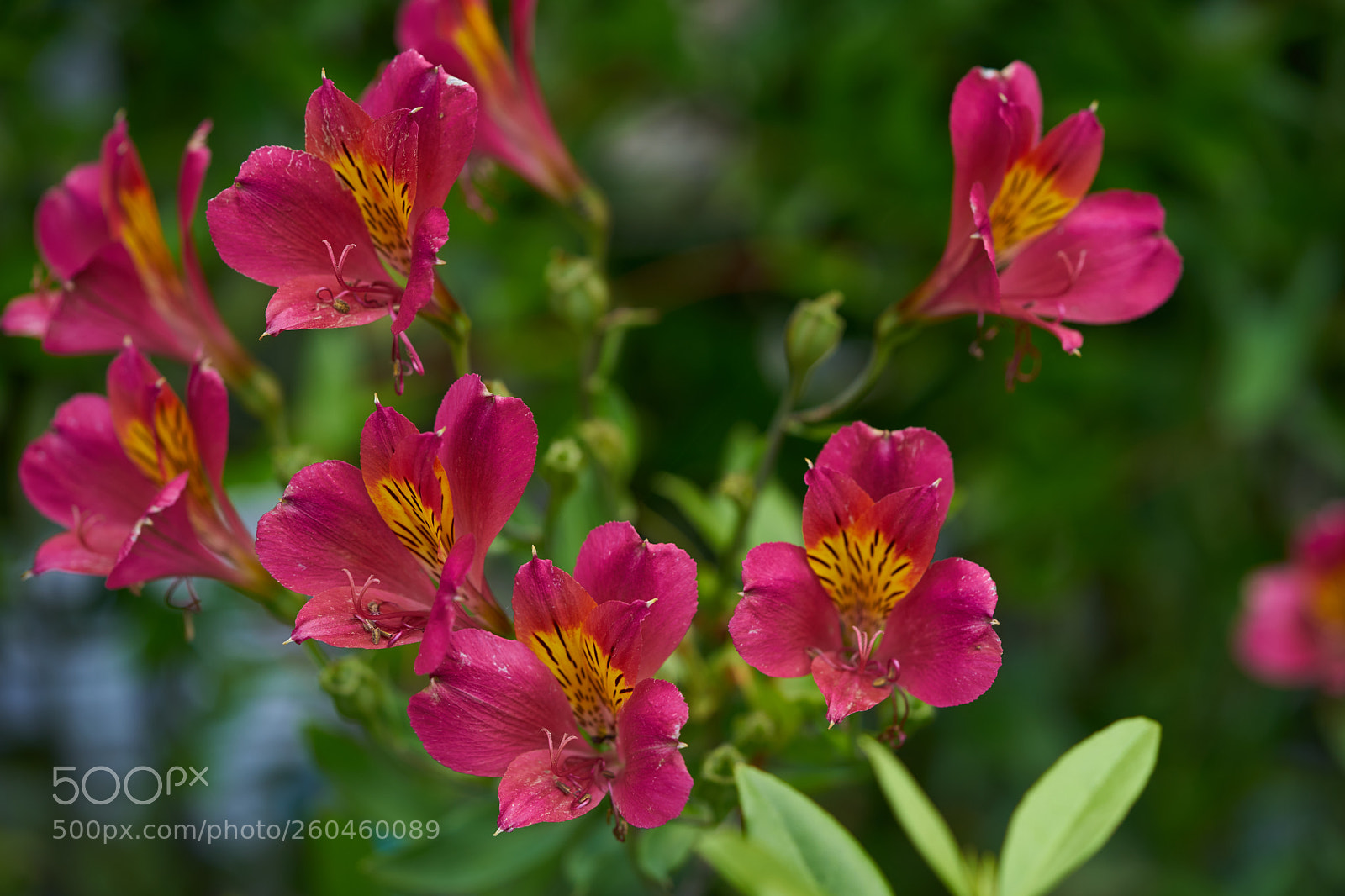 Sony a7 sample photo. Flowers 6680 photography