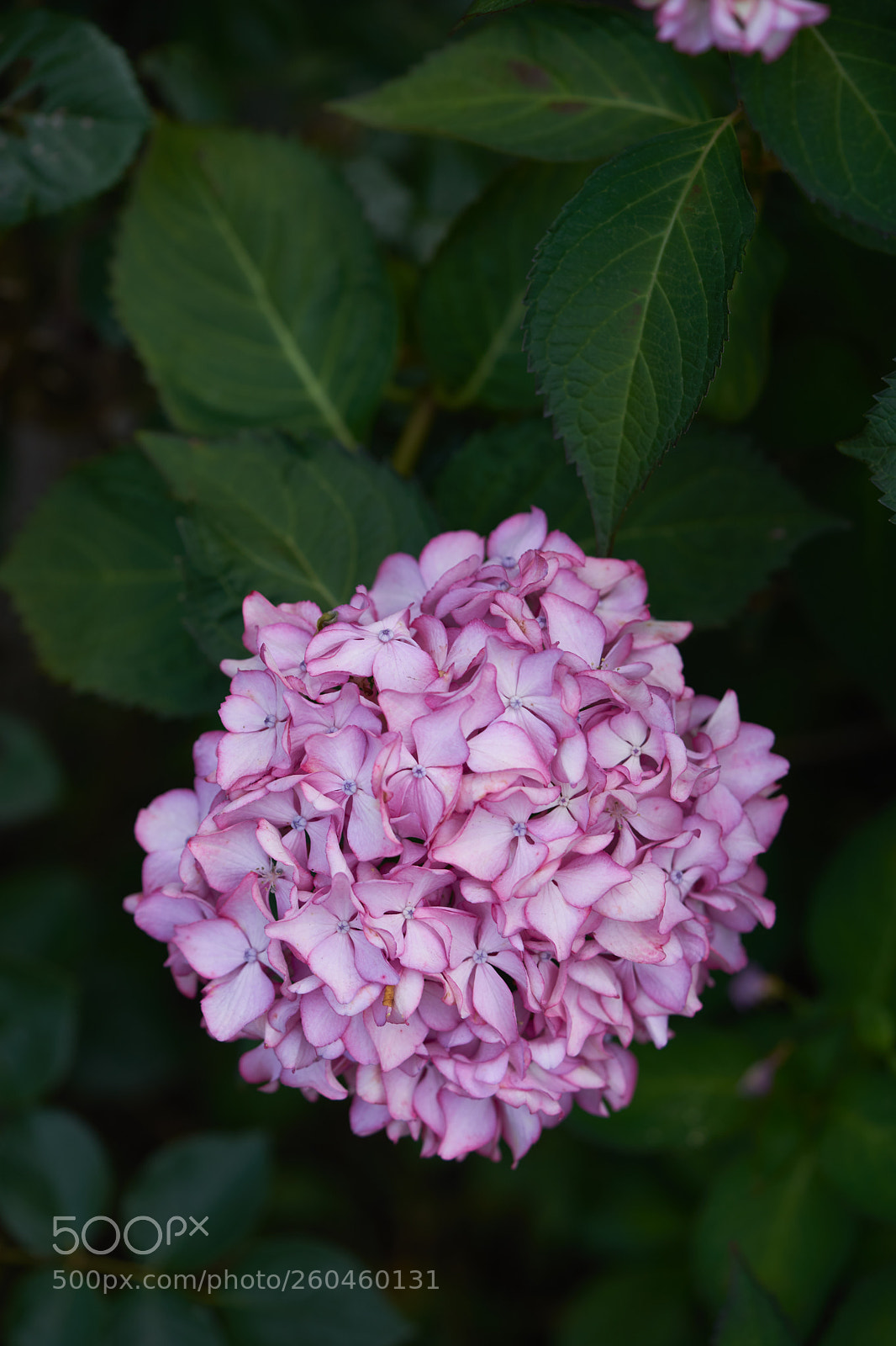 Sony a7 sample photo. Flowers 6681 photography