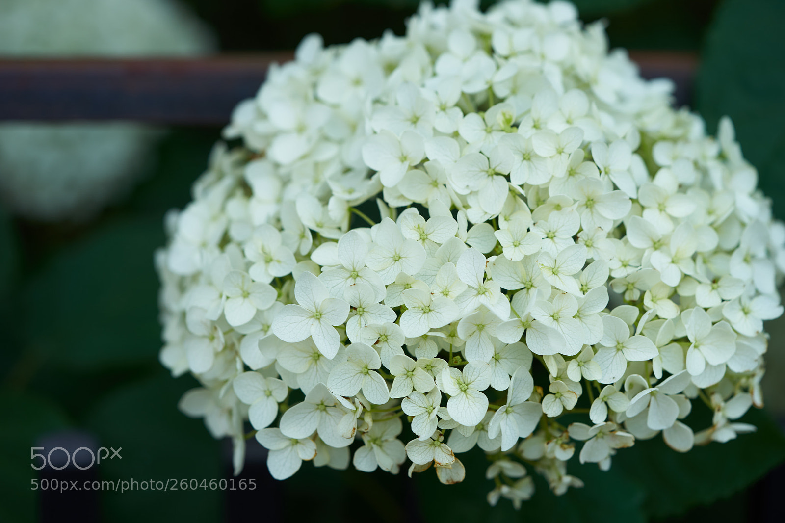 Sony a7 sample photo. Flowers 6682 photography