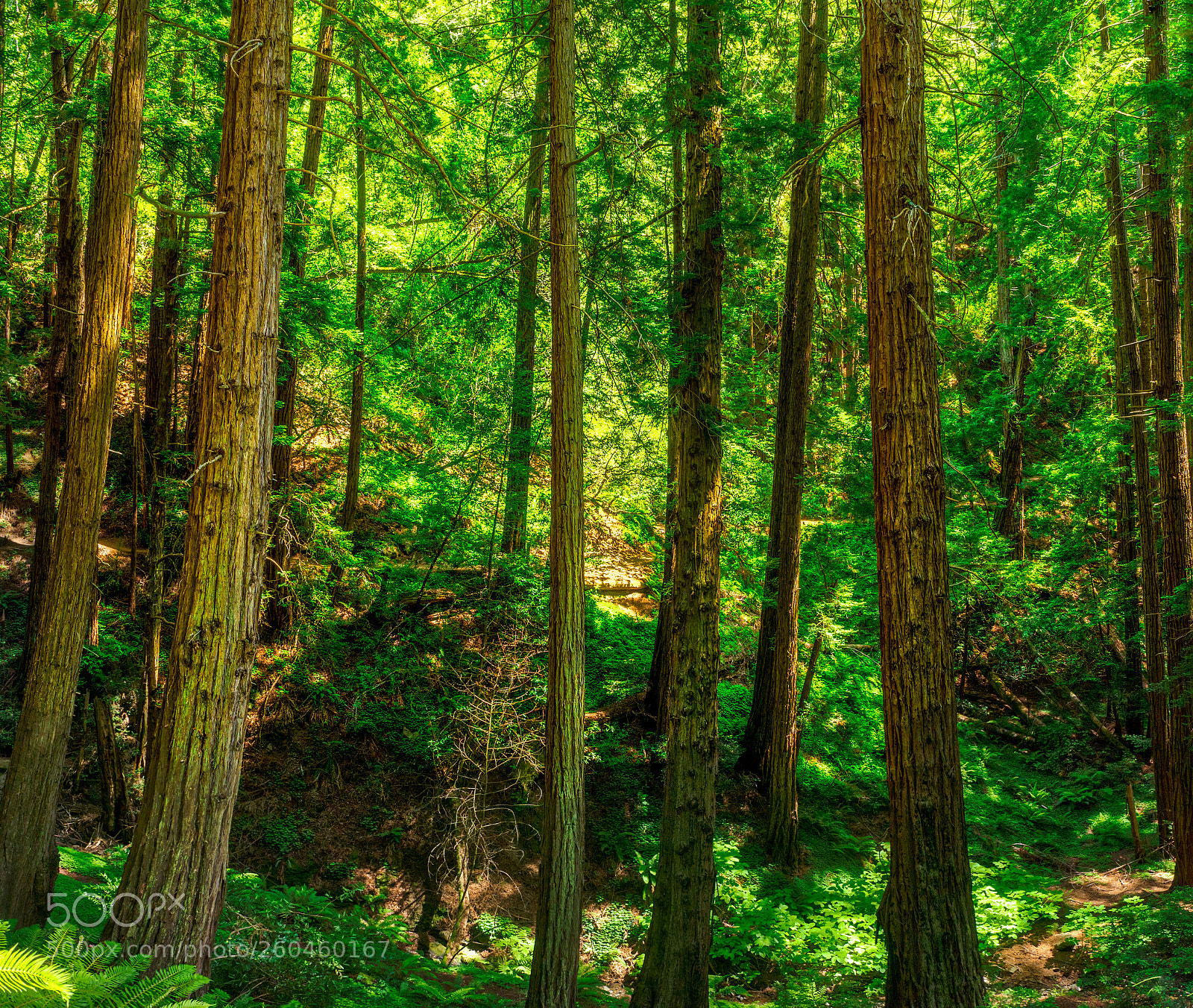 Pentax K-3 II sample photo. Muir woods photography