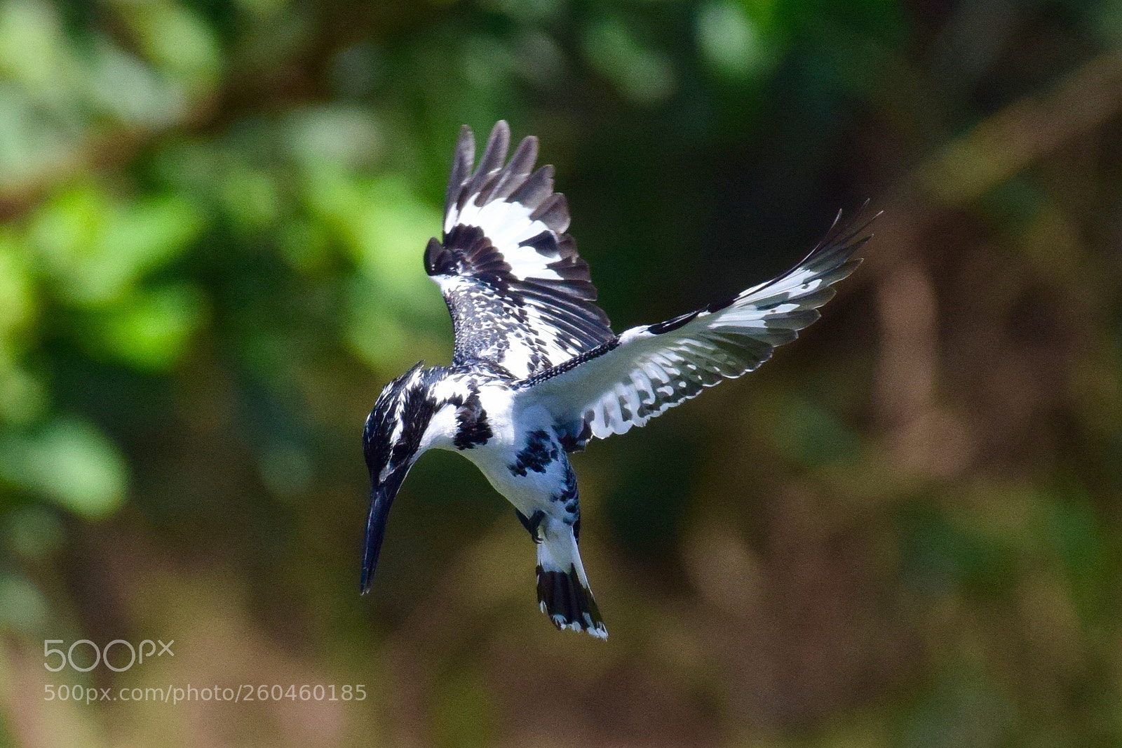 Nikon D5300 sample photo. Pied kingfisher - hovering photography