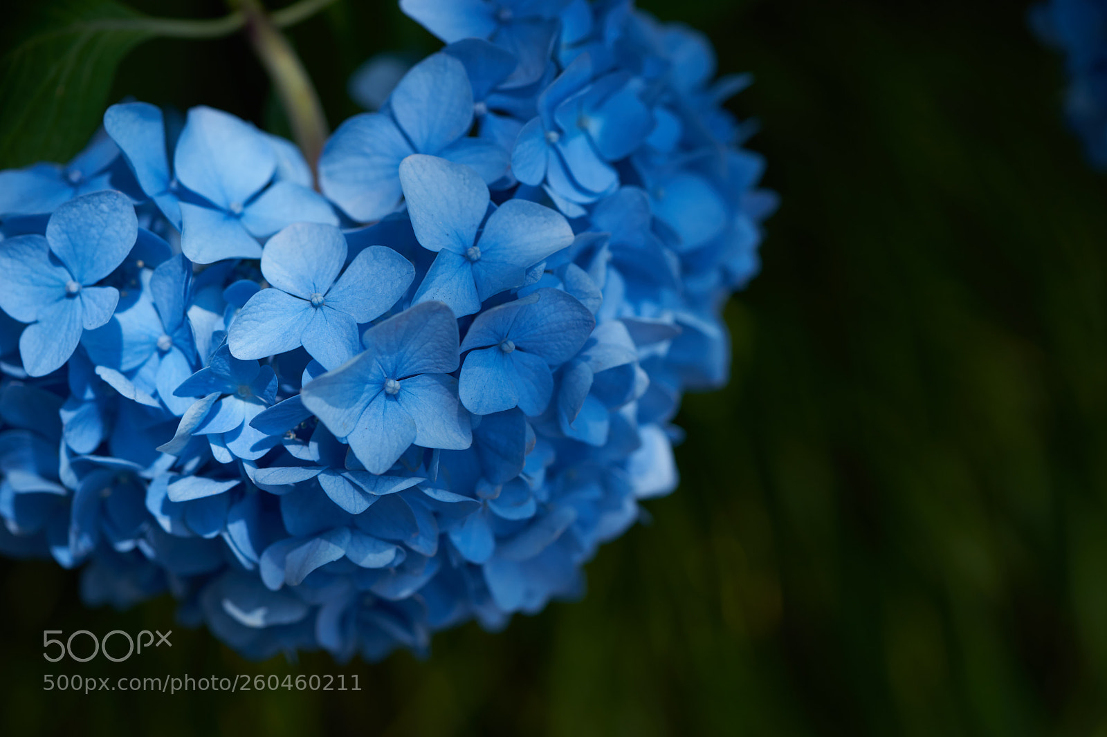 Sony a7 sample photo. Flowers 6683 photography
