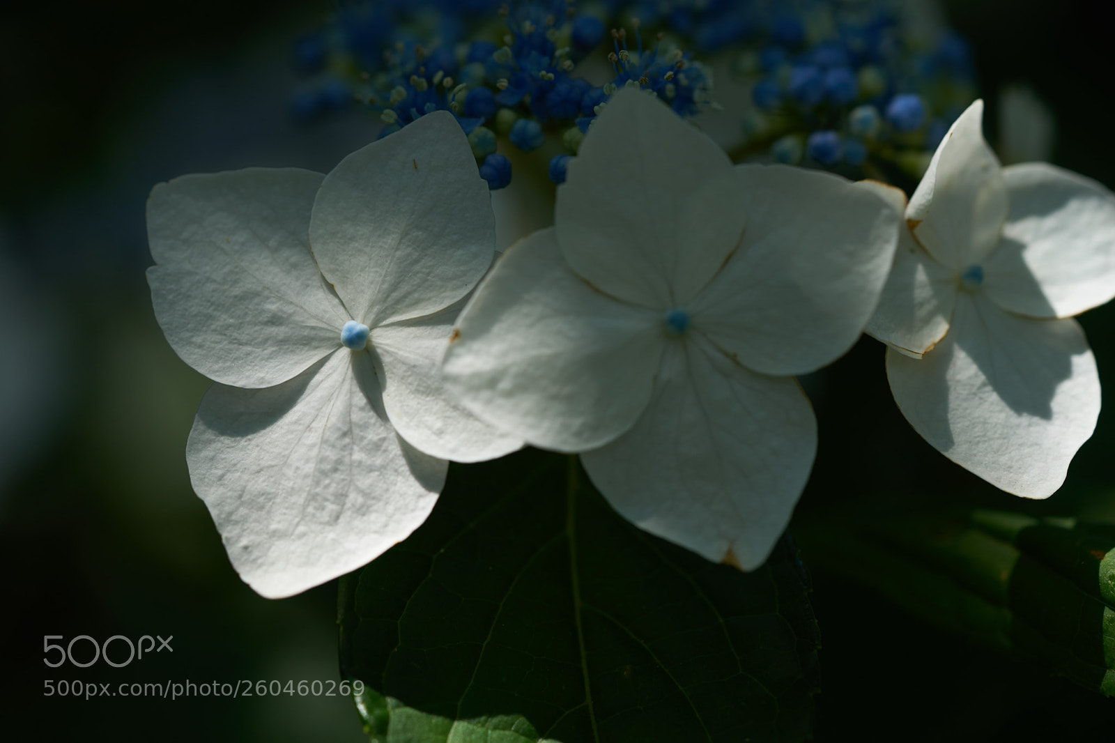 Sony a7 sample photo. Flowers 6684 photography